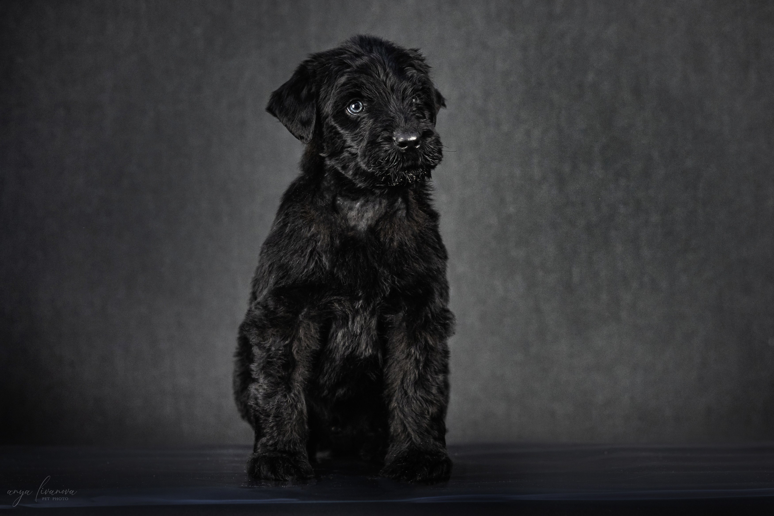 РЧТ. Фотограф анималист Аня Ливанова | Рыбинск