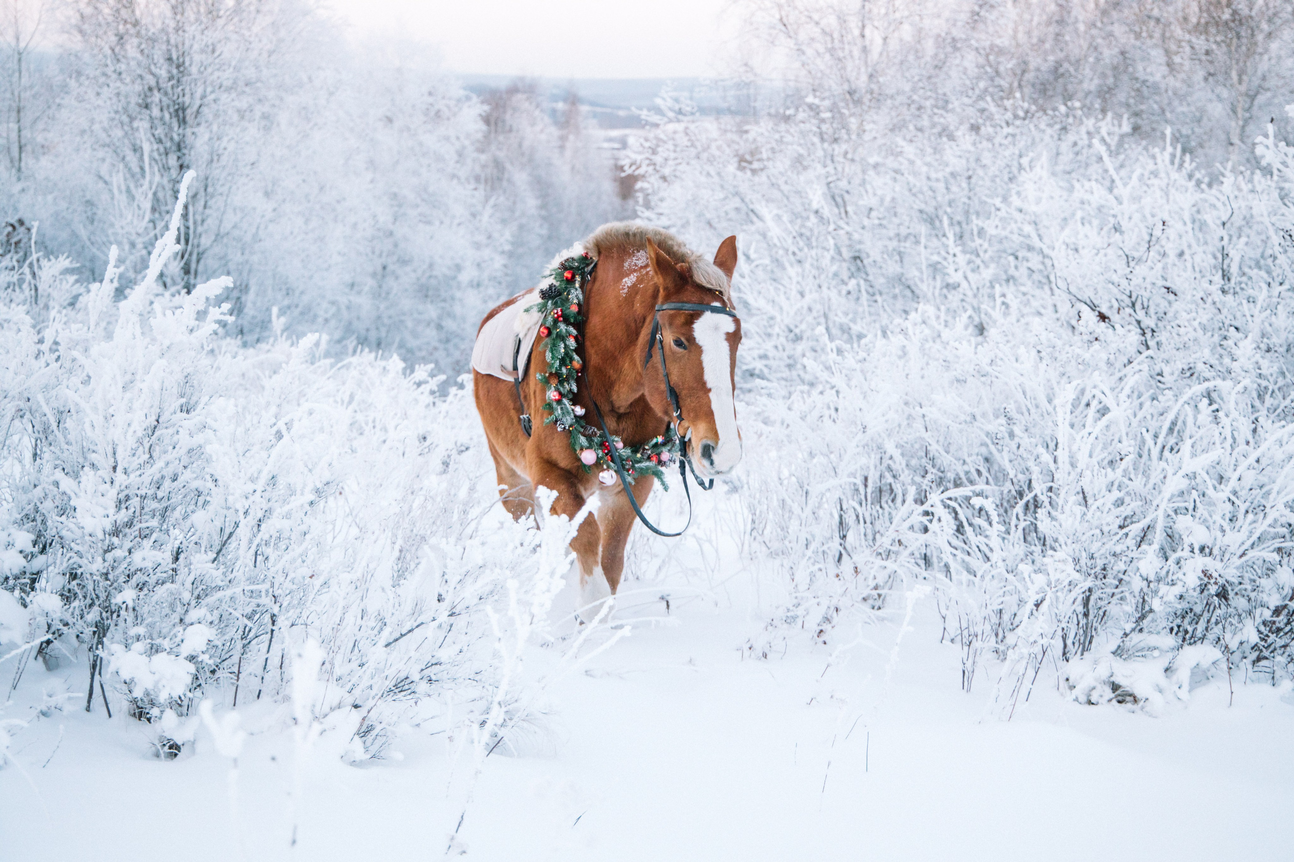 Valeria in Russian. Семейный, репортажный, детский фотограф Комсомольск-на-Амуре