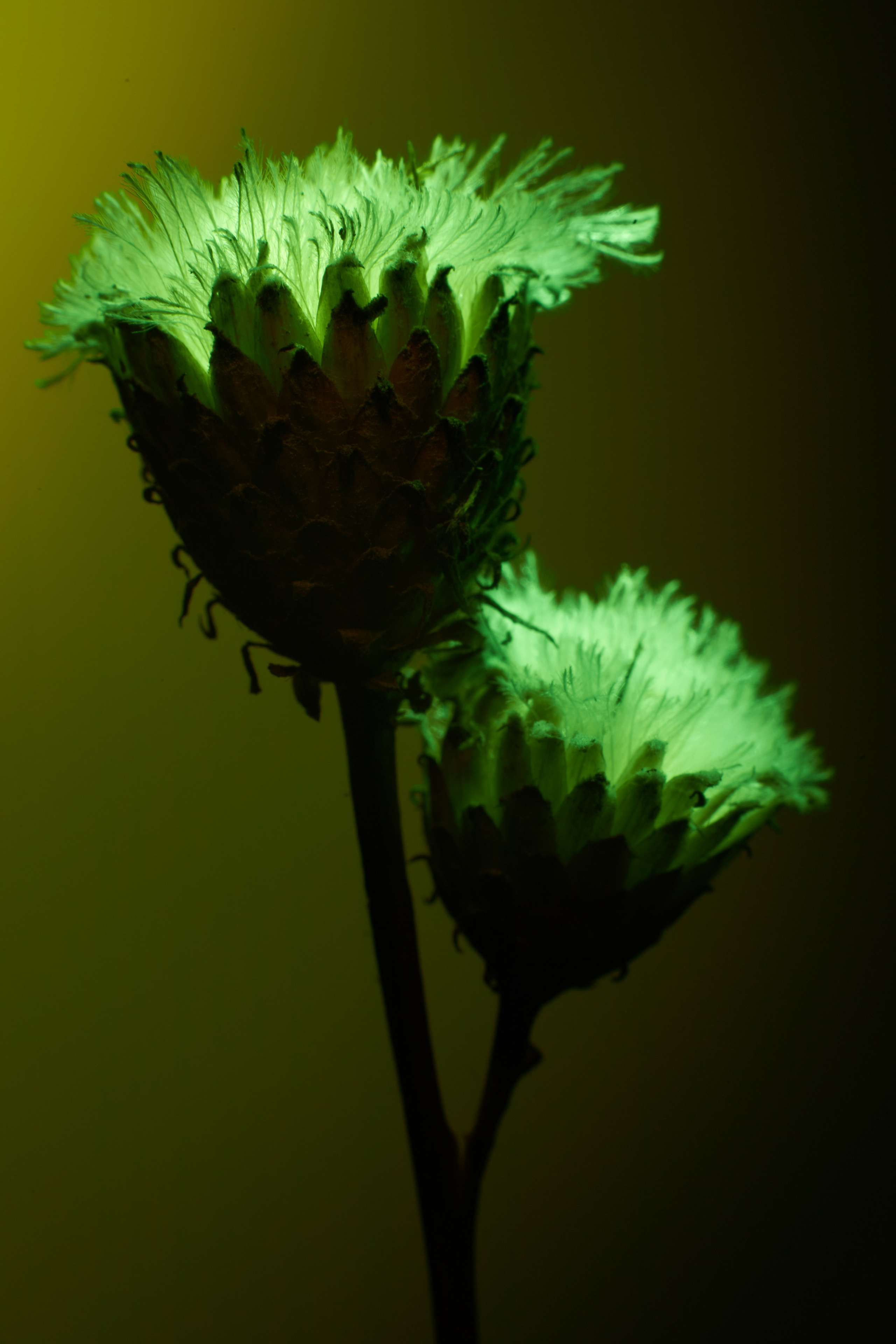 «Красок Тьма Полна». Арт-фотограф во Владивостоке Дмитрий Осипчук