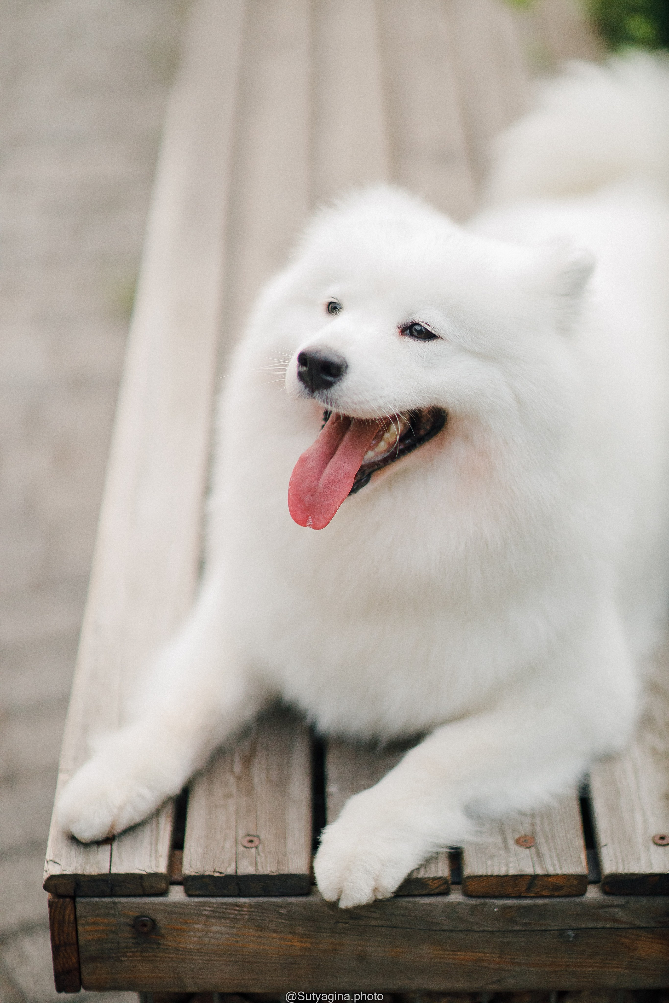 Самоед Рея. Свадебный и женский фотограф