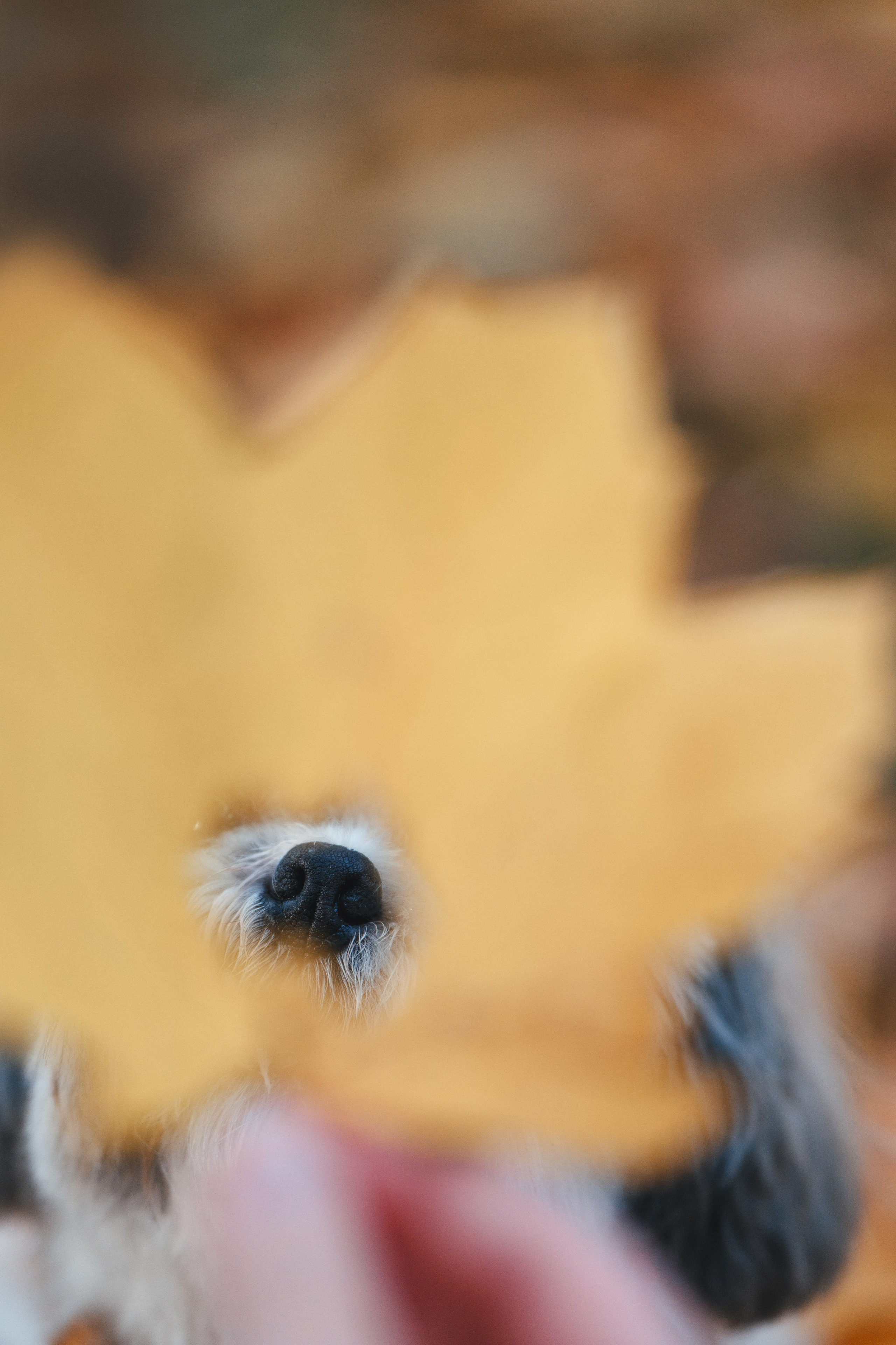 Ирина и Винни. Фотограф Анималист в Москве Анастасия Жучкова