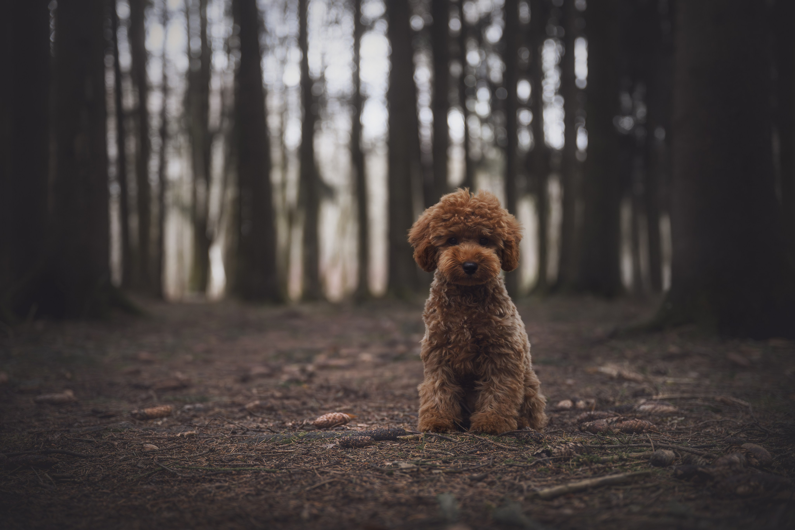 Пудель в лесу. Фотограф Анималист в Москве Анастасия Жучкова