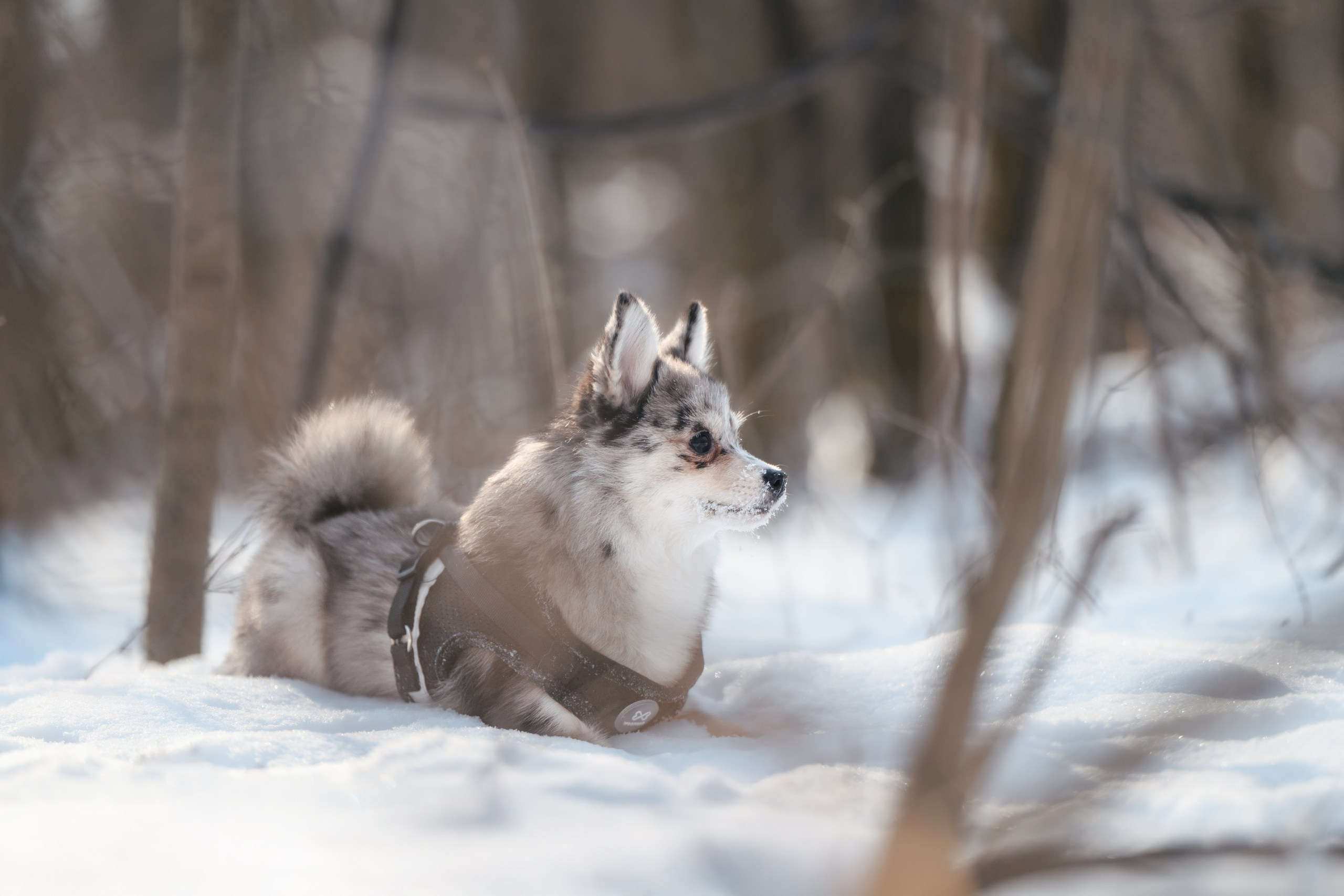 Виктория и 4 помски. Фотограф Анималист в Москве Анастасия Жучкова