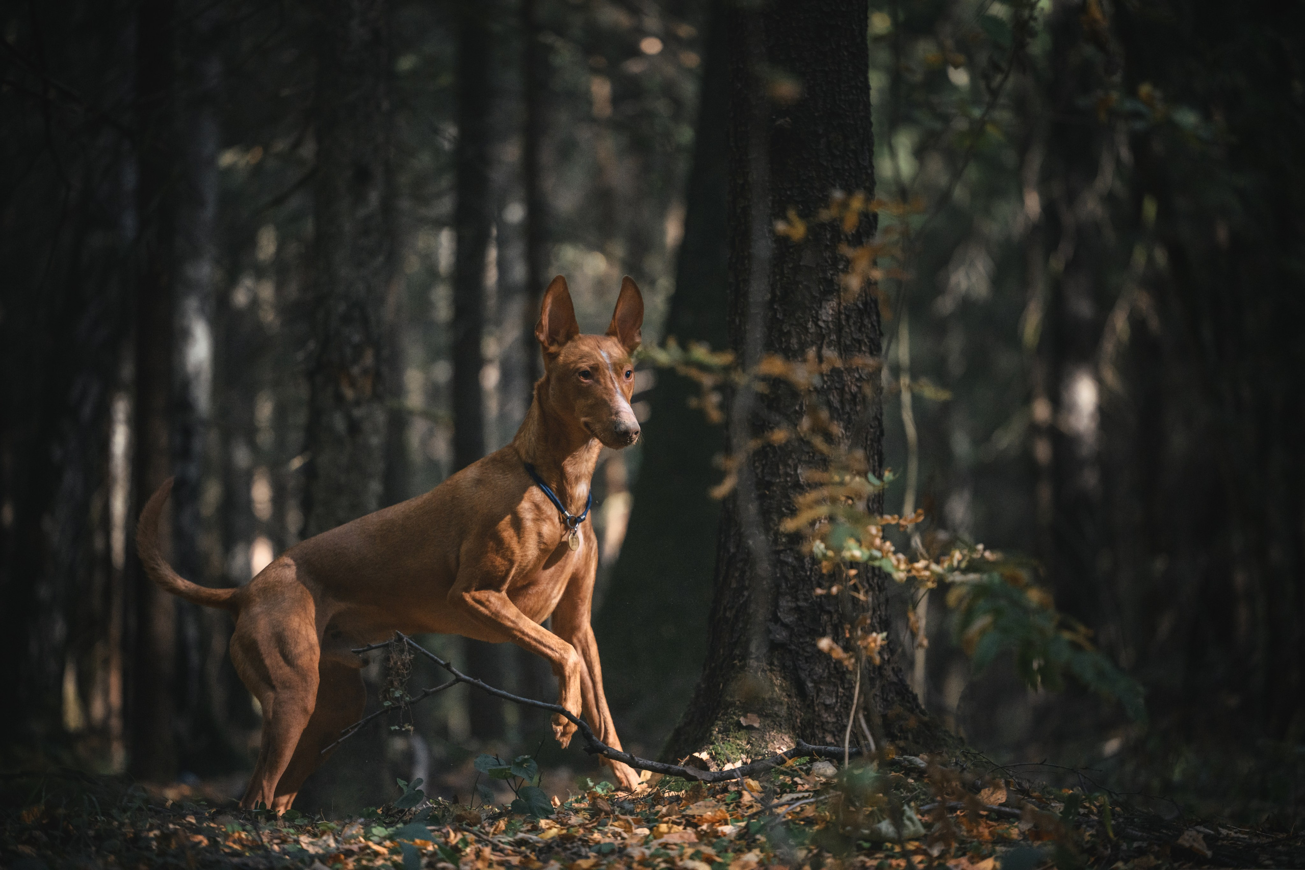 Чирнеко. Лесная прогулка. Фотограф Анималист в Москве Анастасия Жучкова