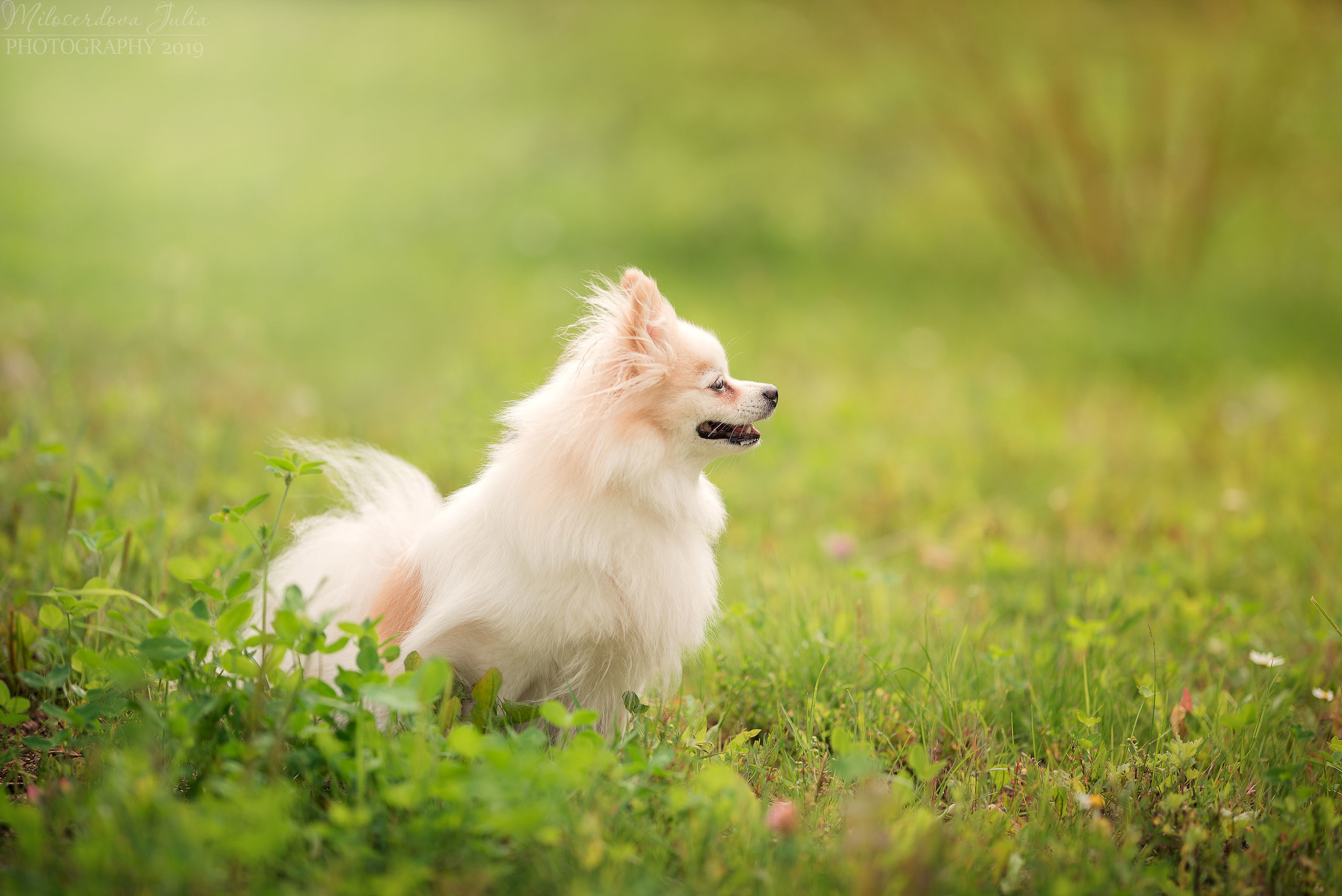 Фотосъёмка домашних животных. Фотограф Юлия Милосердова