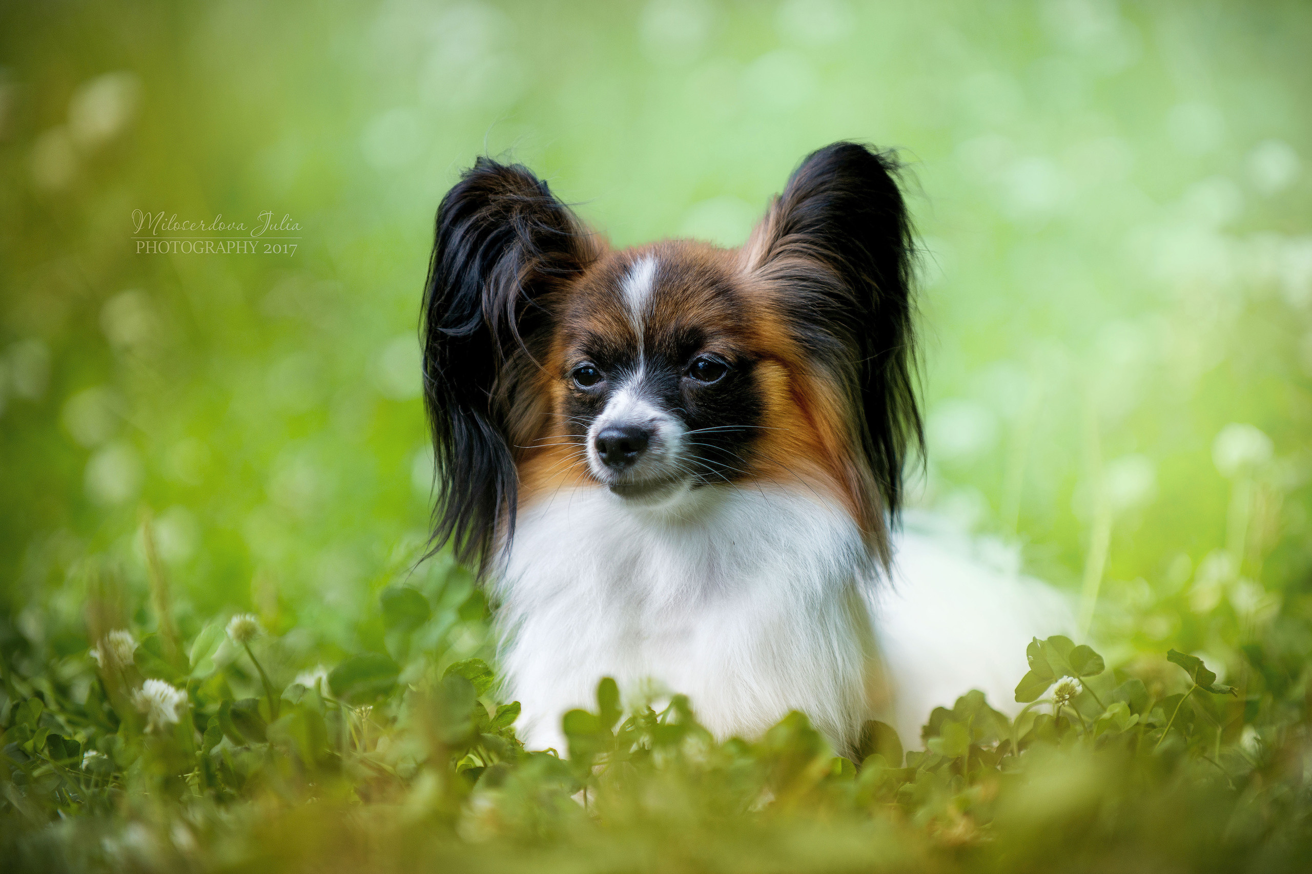 Фотосъёмка домашних животных. Фотограф Юлия Милосердова