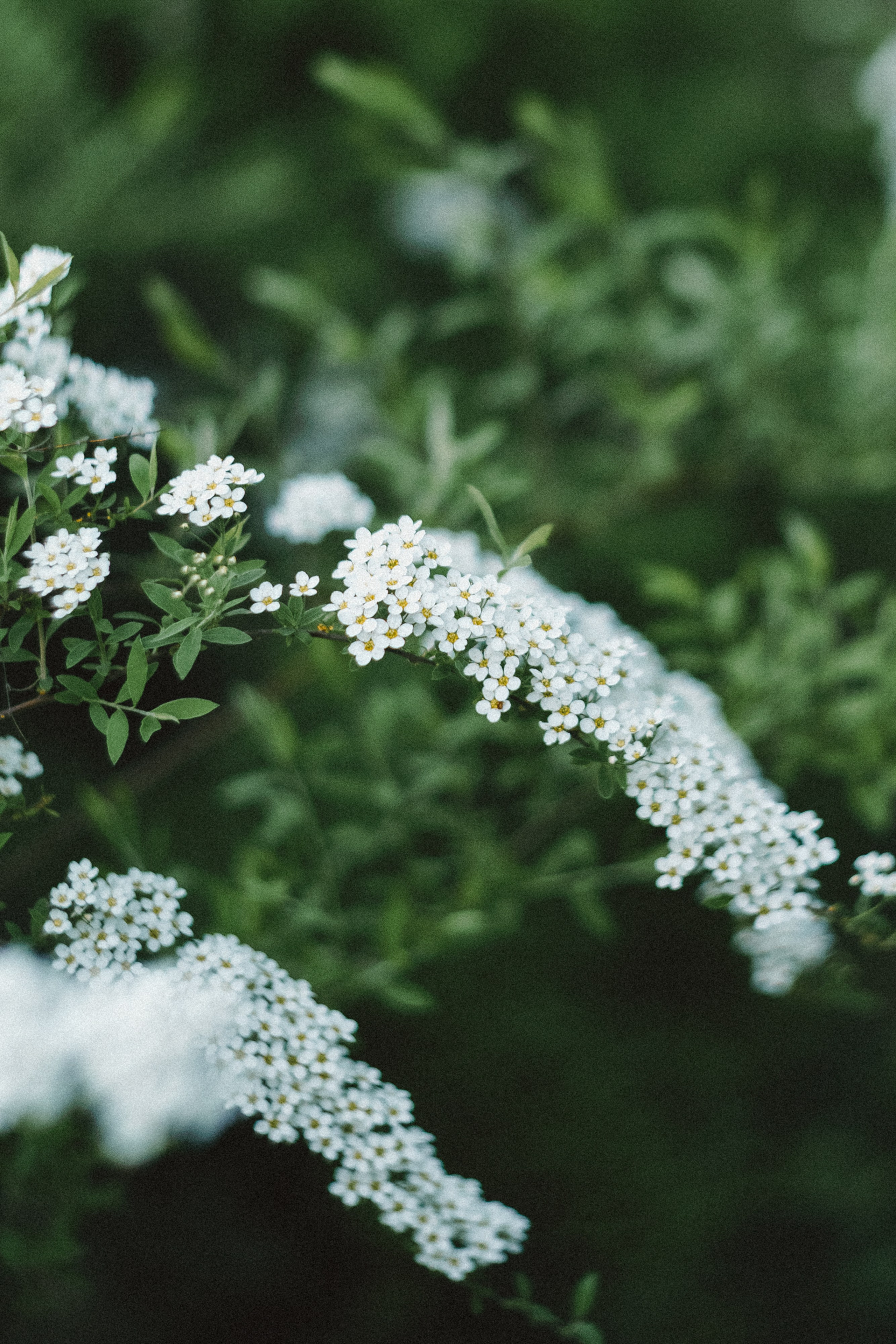 Света, Катрин и Умка. Фотограф анималист в Москве и Санкт-Петербурге Свиридова Анна