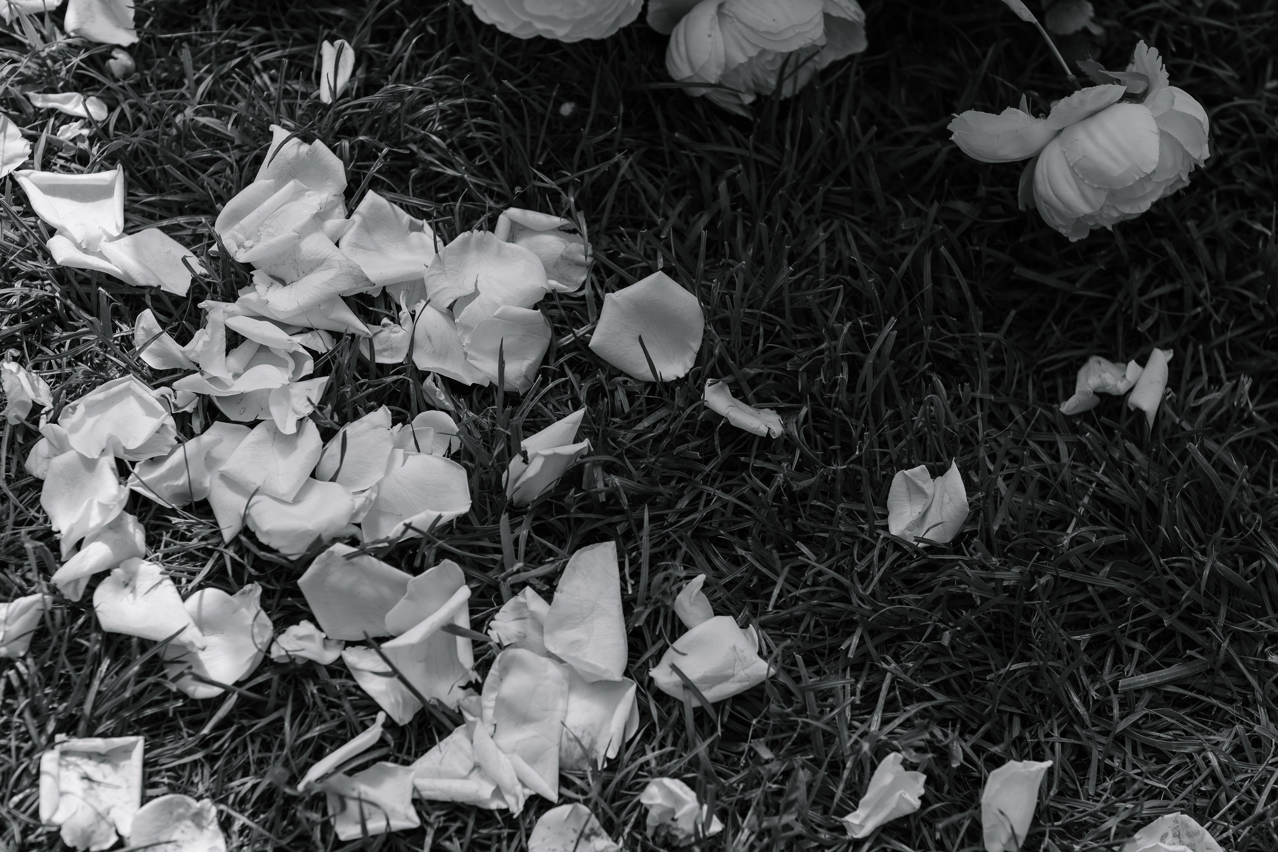 Вадим/Дарья. Свадебный фотограф