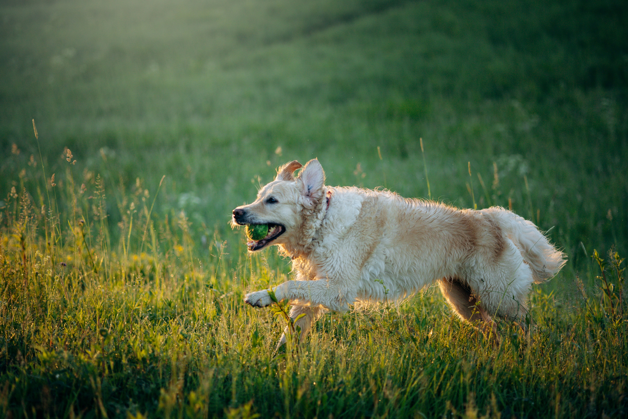 Юля и Руби. Фотограф — Анималист | Санкт-Петербург