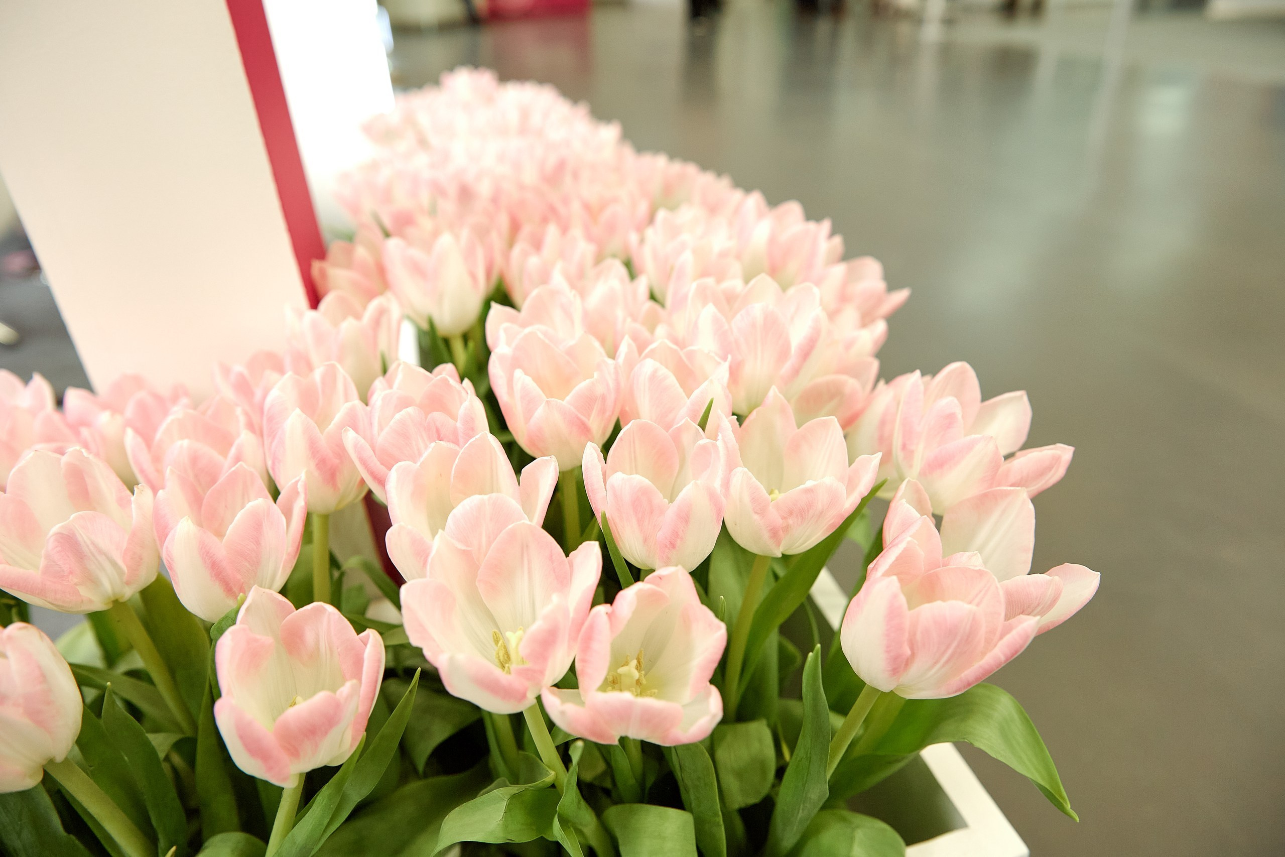 Стенд компании Angelini Pharma / Конференция РАРЧ 2023. Антон Артюшин, портретный фотограф. Москва