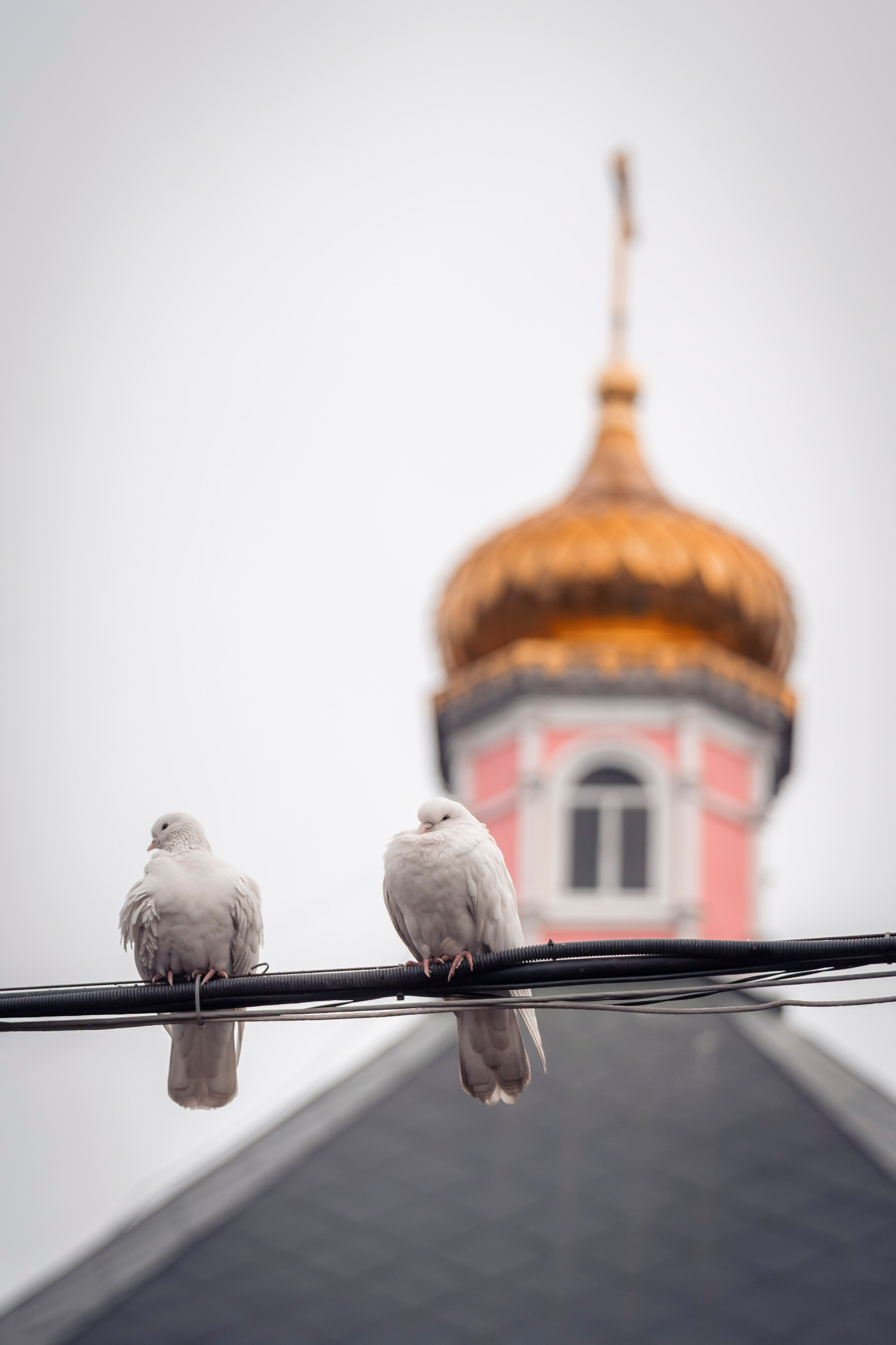 Богородский храм. Благовещение. Божественная Литургия. Антон и Татьяна Денисенко — В храме