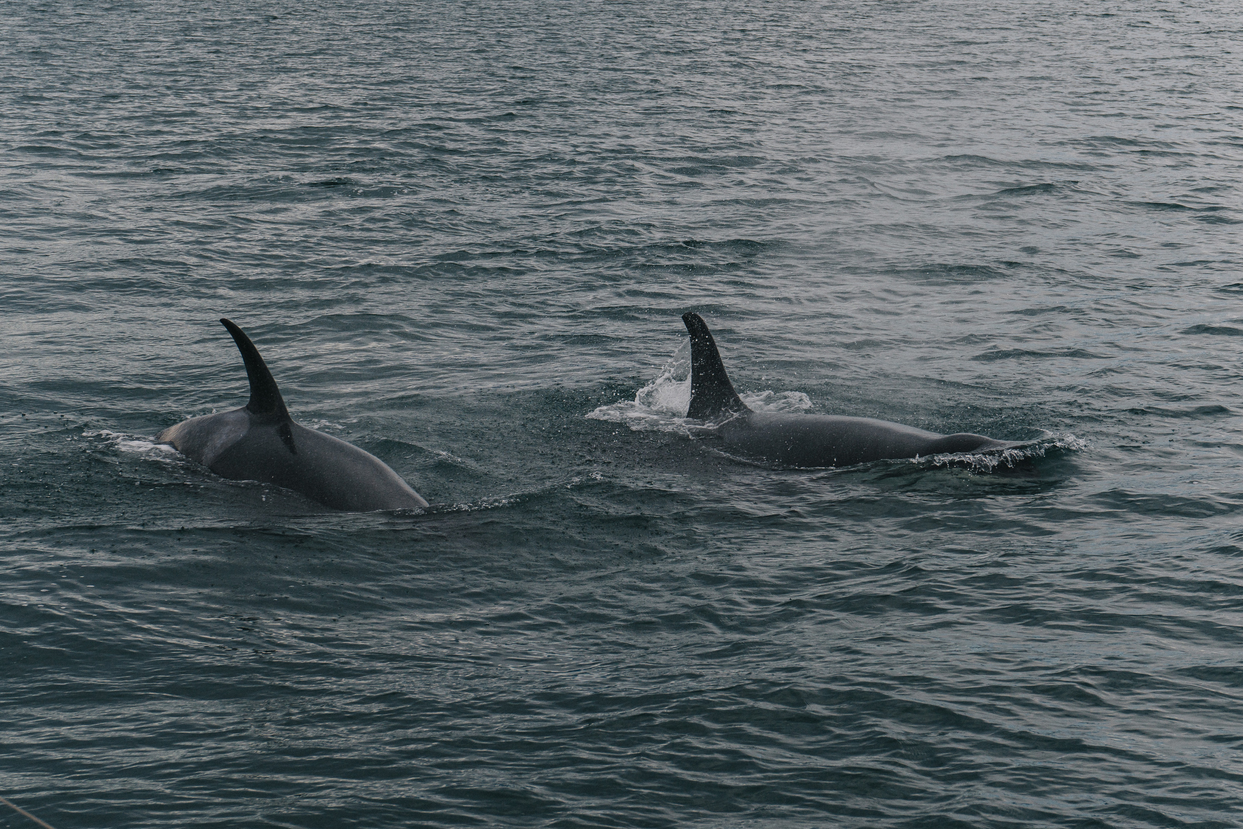 Syntesfilm KAMCHATKA. Портретный арт и репортажный фотограф в Нячанге Ульяхина Полина