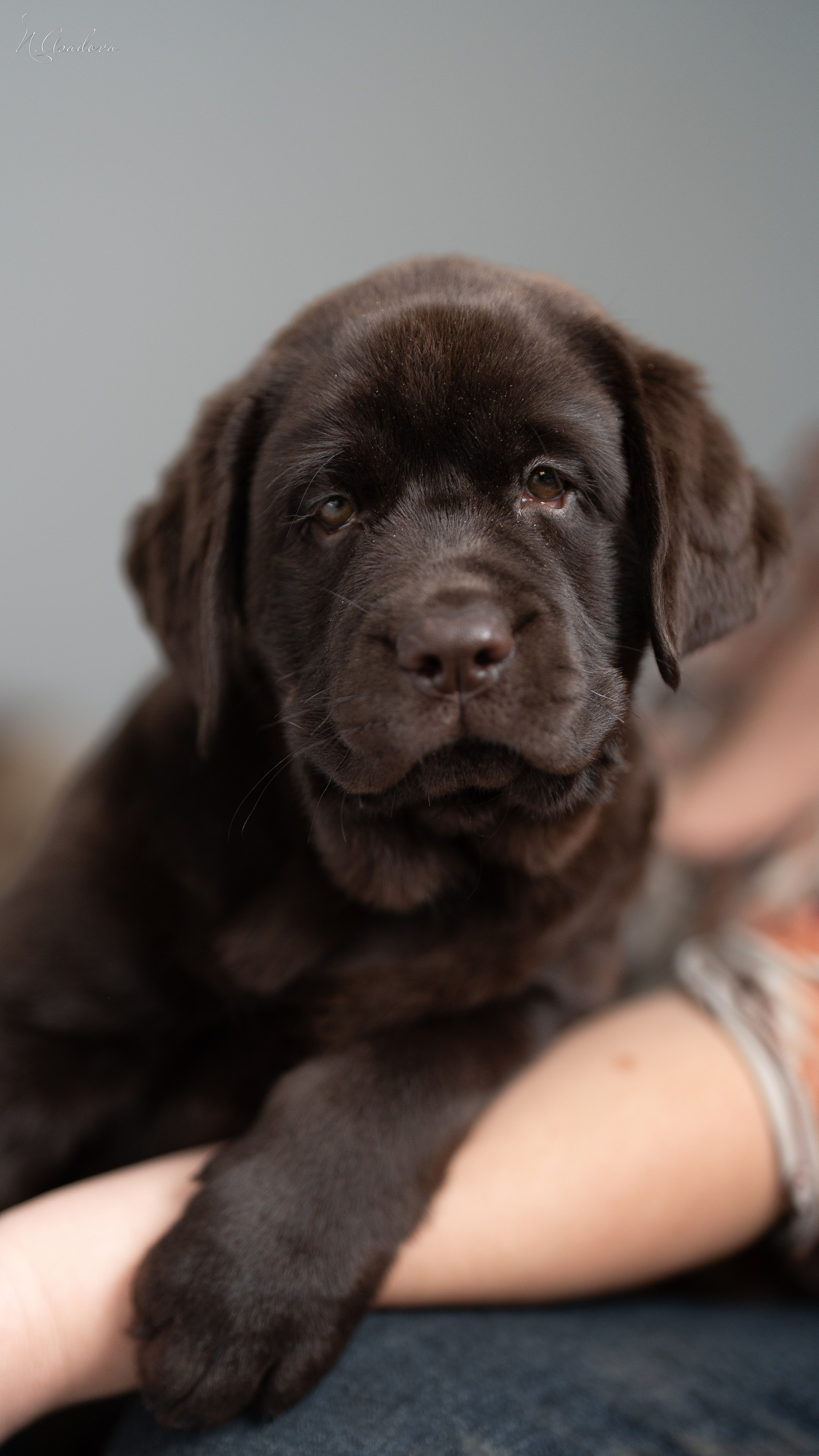 Лабрадор Тейла 2мес. Фотограф-анималист Асадова