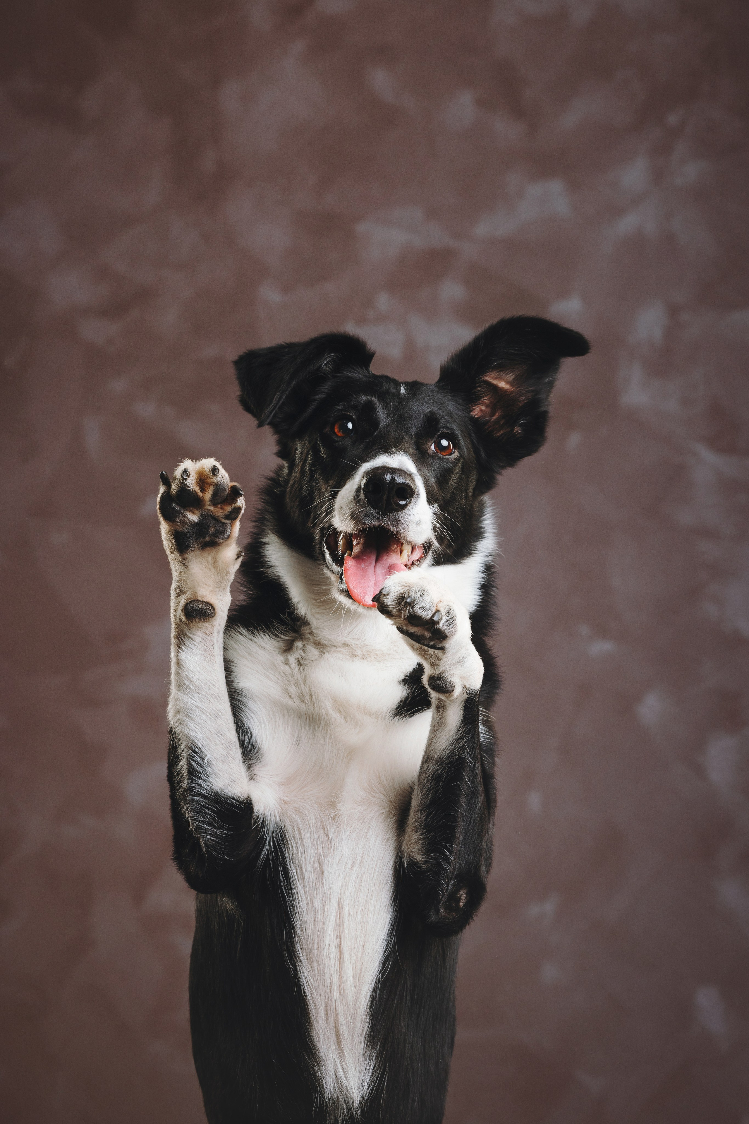 Бордер-колли. Фотограф анималист Осипчикова Мария