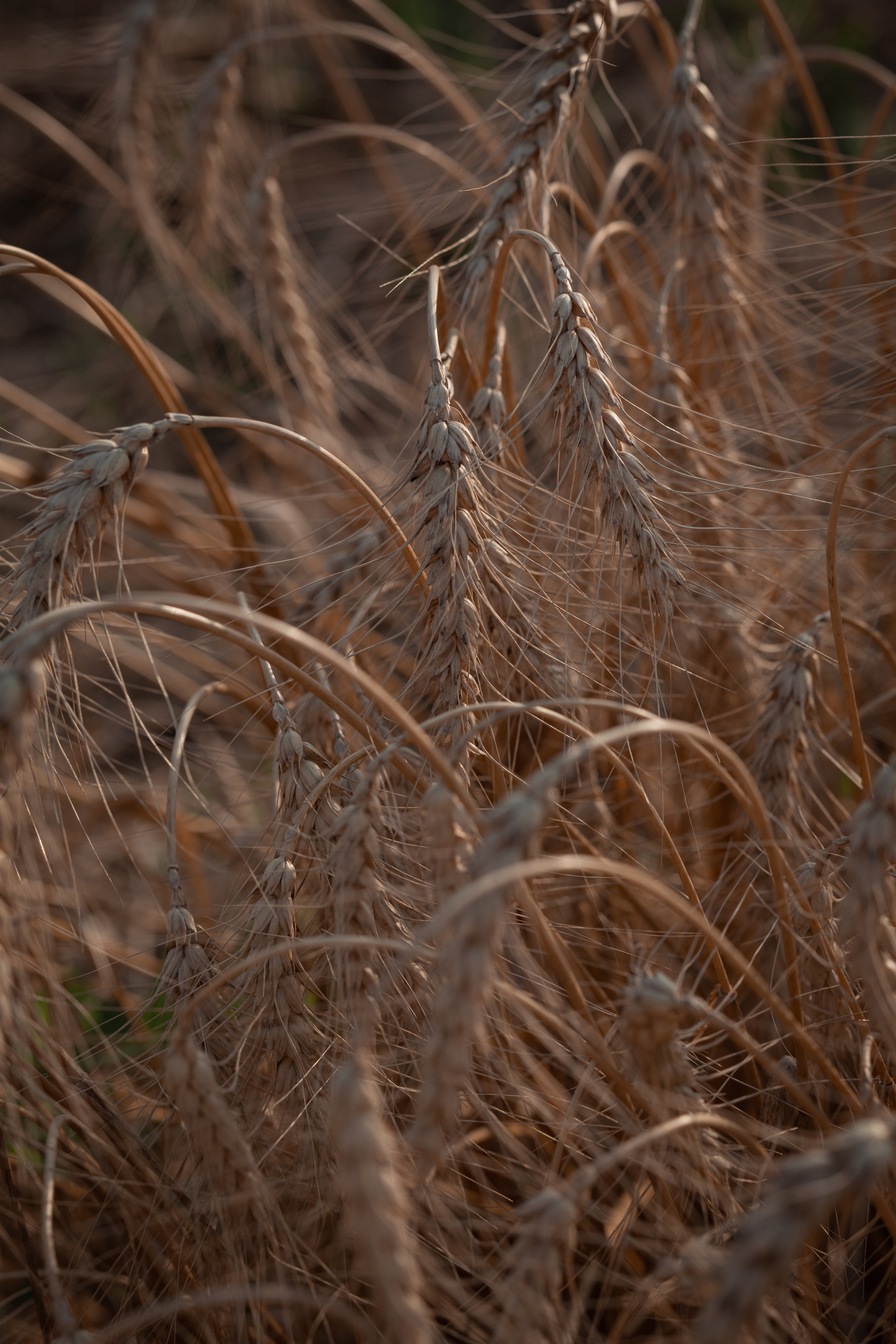 Индивидуальная съемка. Свадебный фотограф Афонченко Татьяна