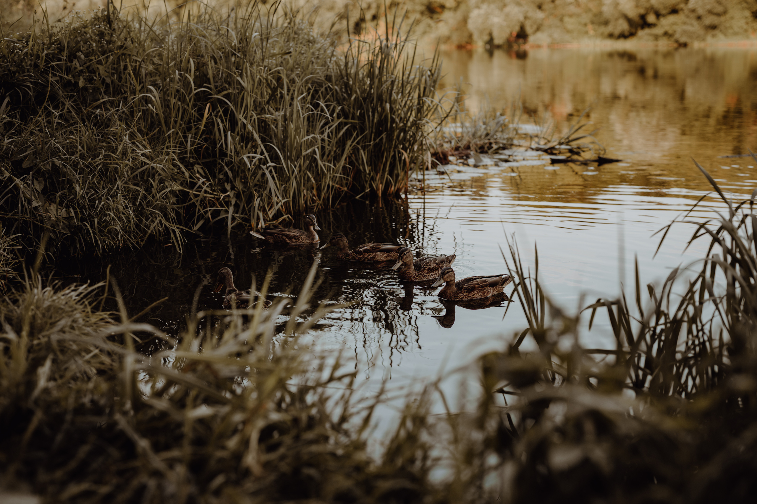 Семейная съемка. Свадебный фотограф Афонченко Татьяна