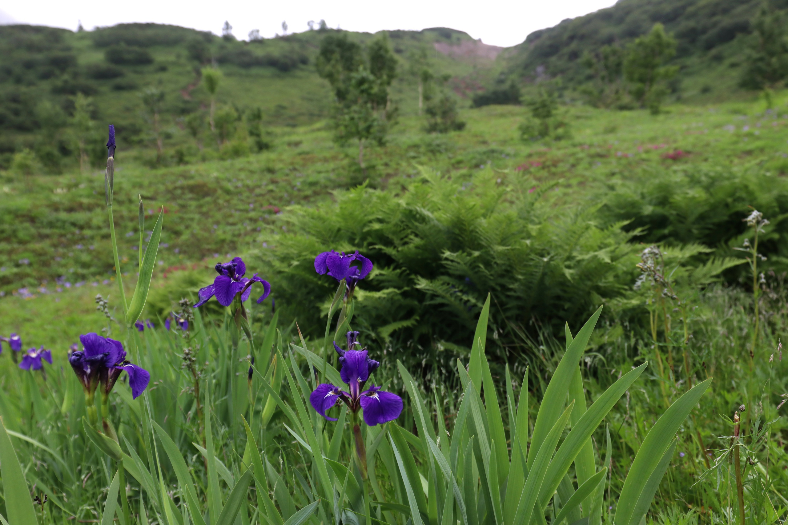 Камчатка и о. Парамушир. Июль 2024. Путешественник-фотограф из Санкт-Петербурга Татьяна Свистулина
