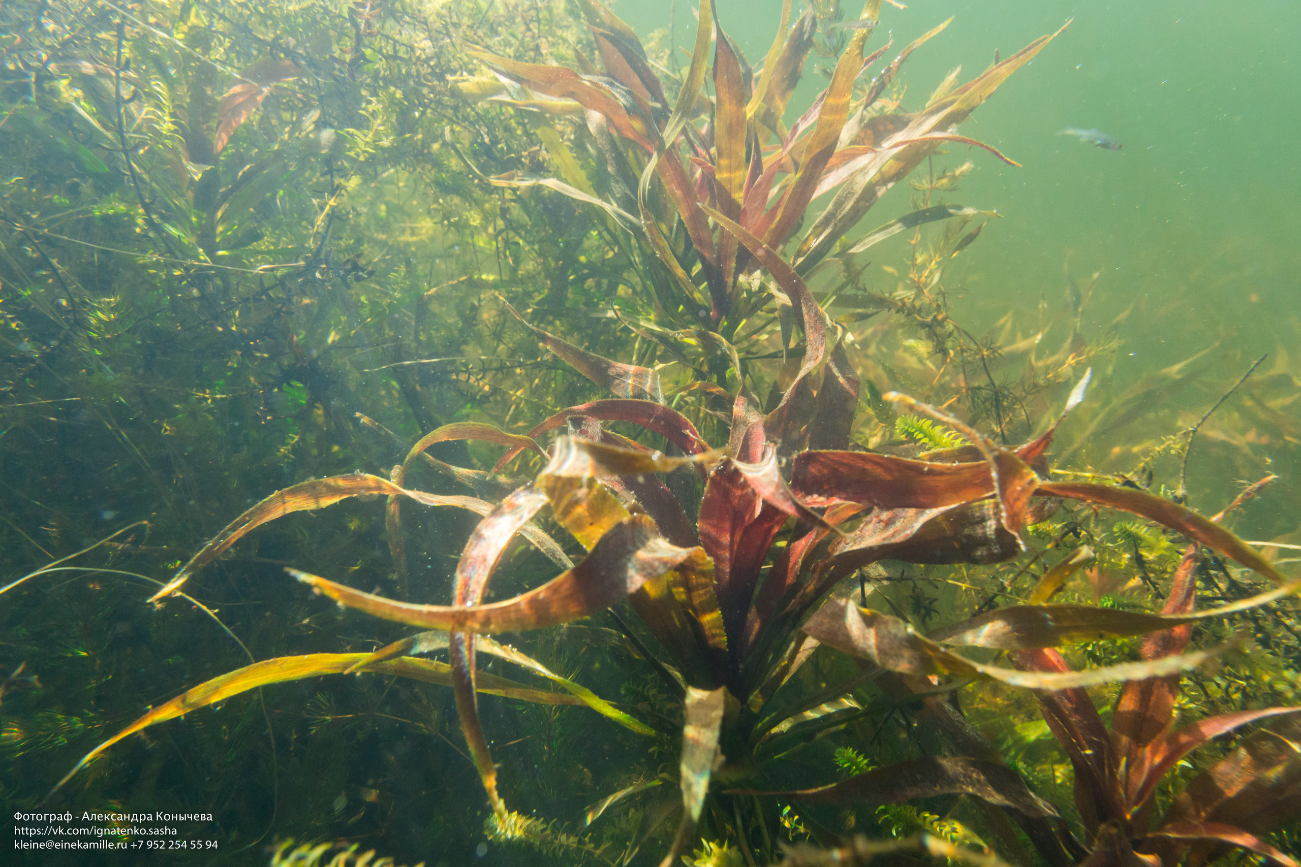 Открытая вода (озёра). Репортаржный фотограф в Архангельске Александра Конычева
