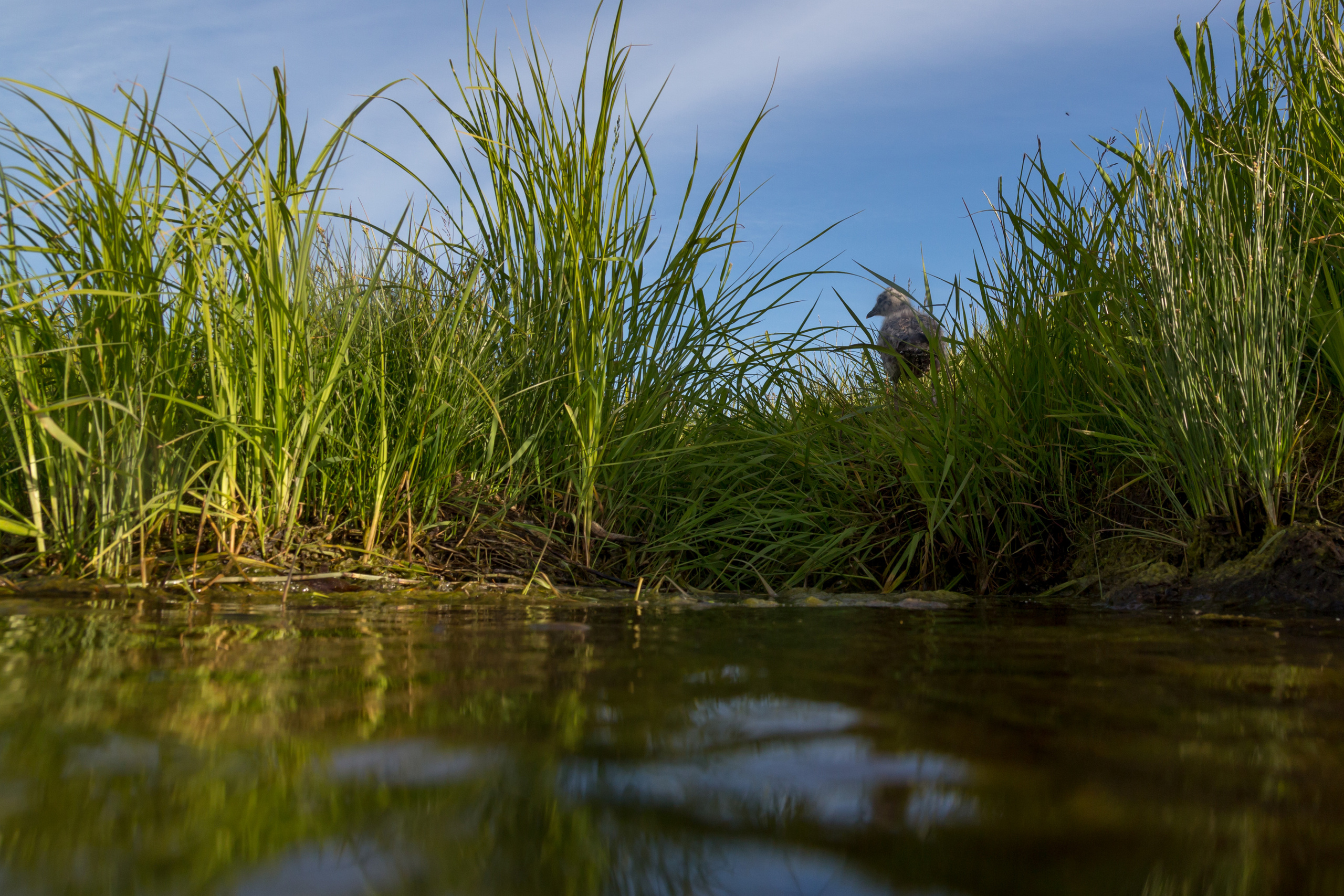 Открытая вода (озёра). Репортаржный фотограф в Архангельске Александра Конычева