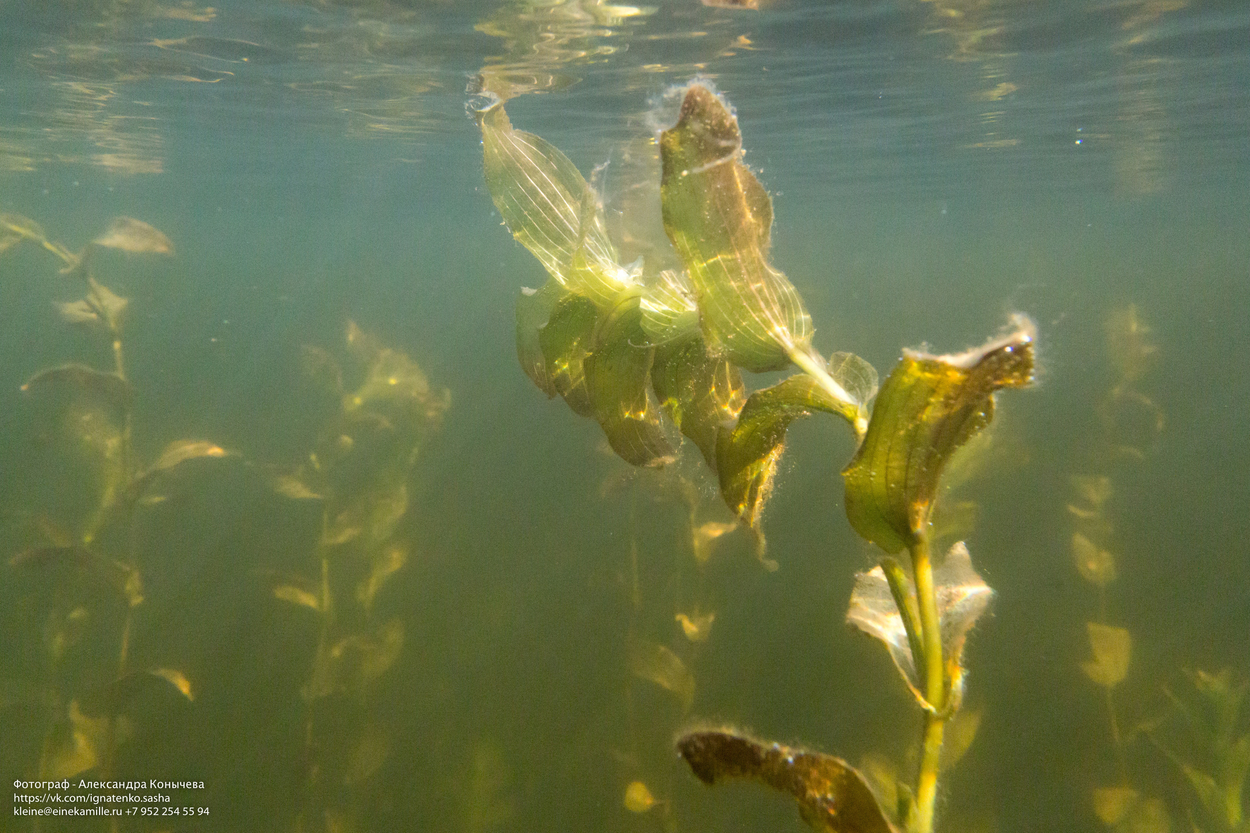 Открытая вода (озёра). Репортаржный фотограф в Архангельске Александра Конычева