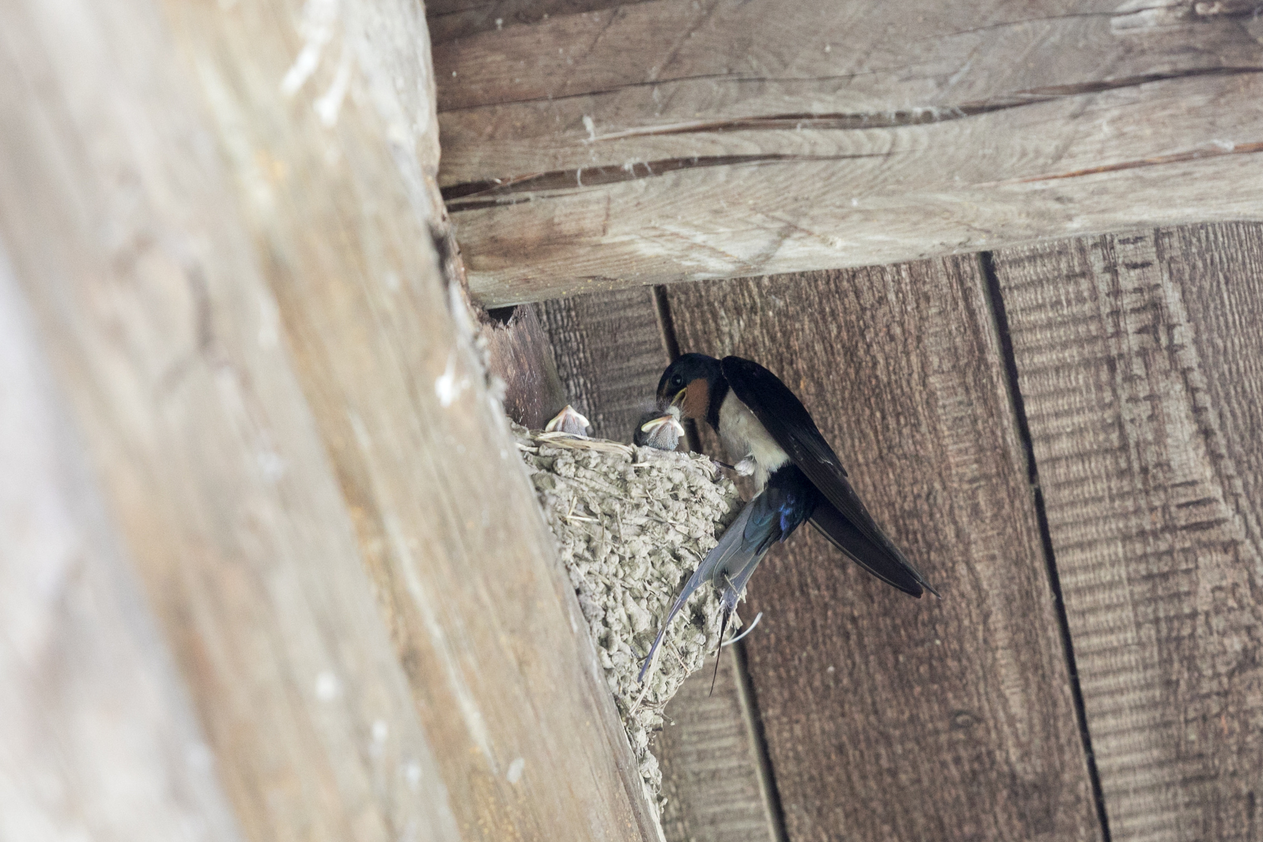 КеноVision 2022. Репортаржный фотограф в Архангельске Александра Конычева