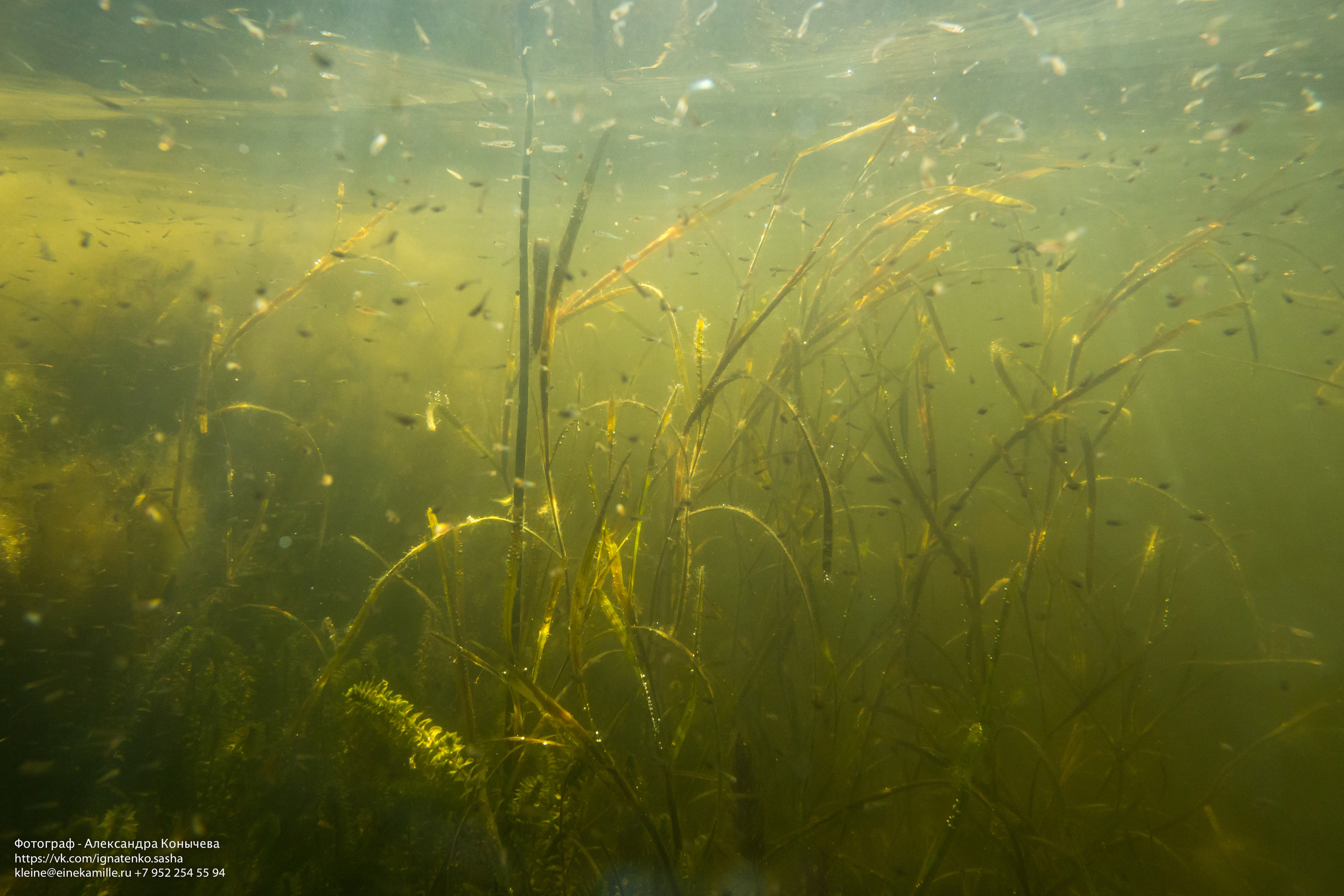 Открытая вода (озёра). Репортаржный фотограф в Архангельске Александра Конычева