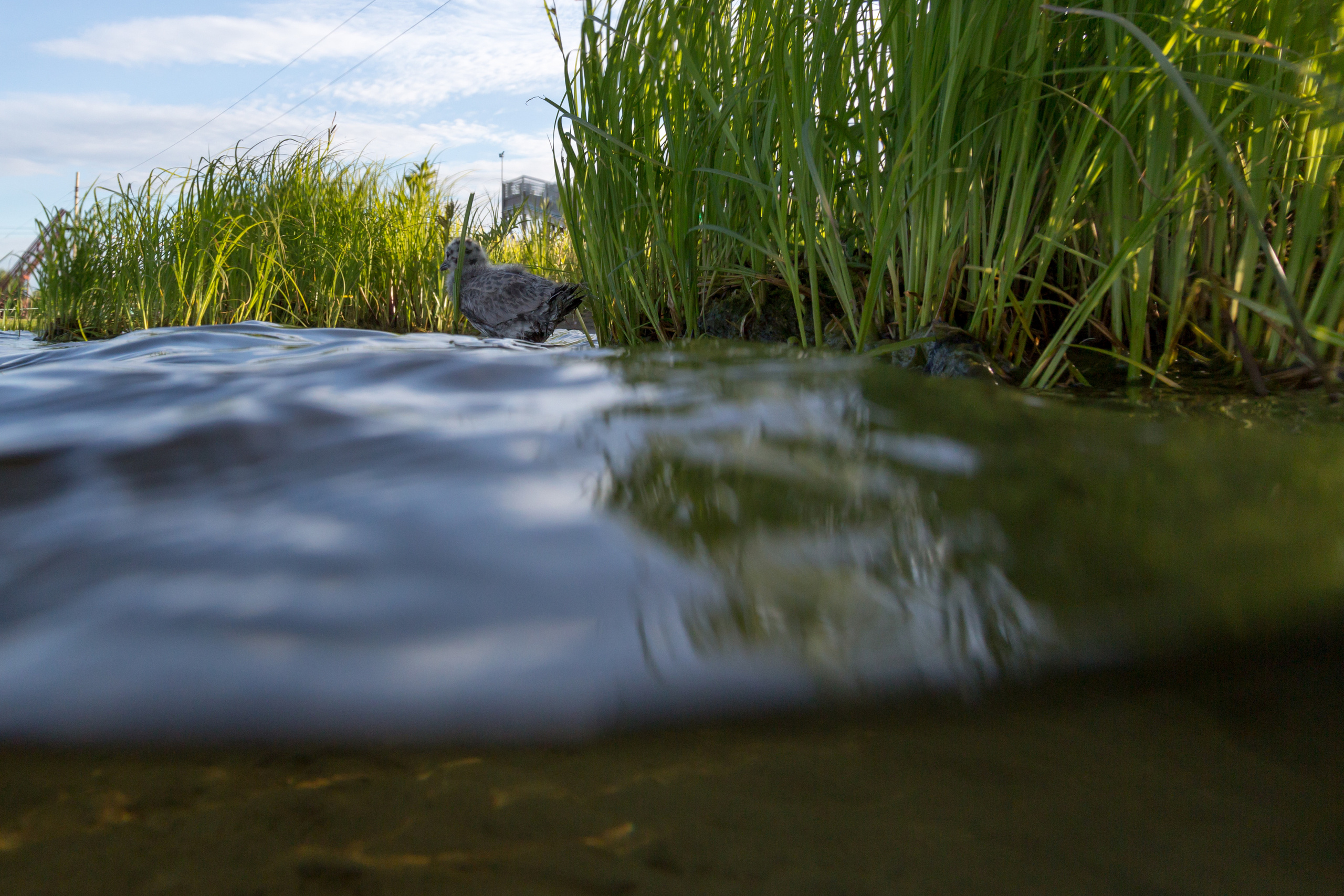 Открытая вода (озёра). Репортаржный фотограф в Архангельске Александра Конычева
