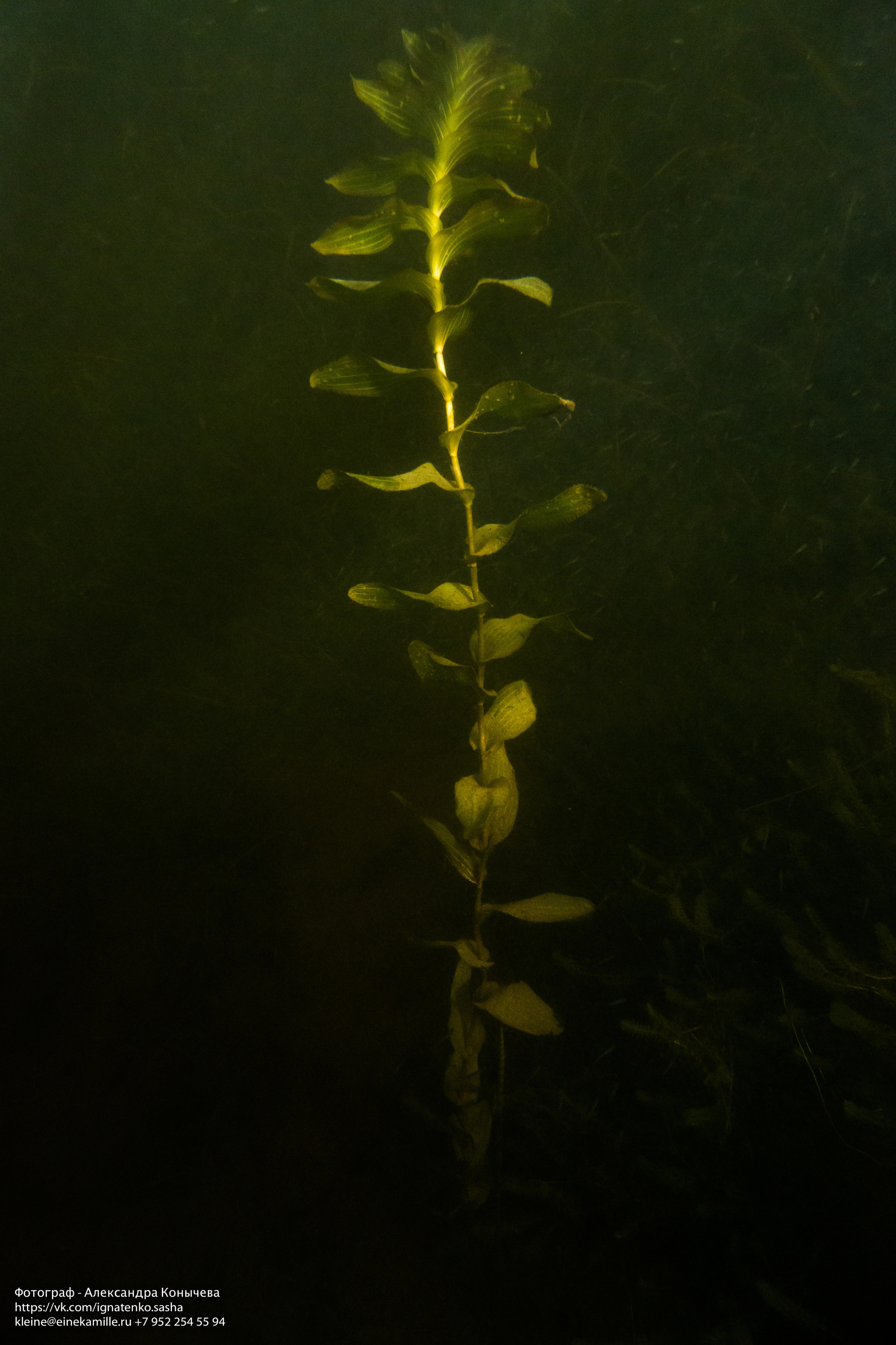 Открытая вода (озёра). Репортаржный фотограф в Архангельске Александра Конычева