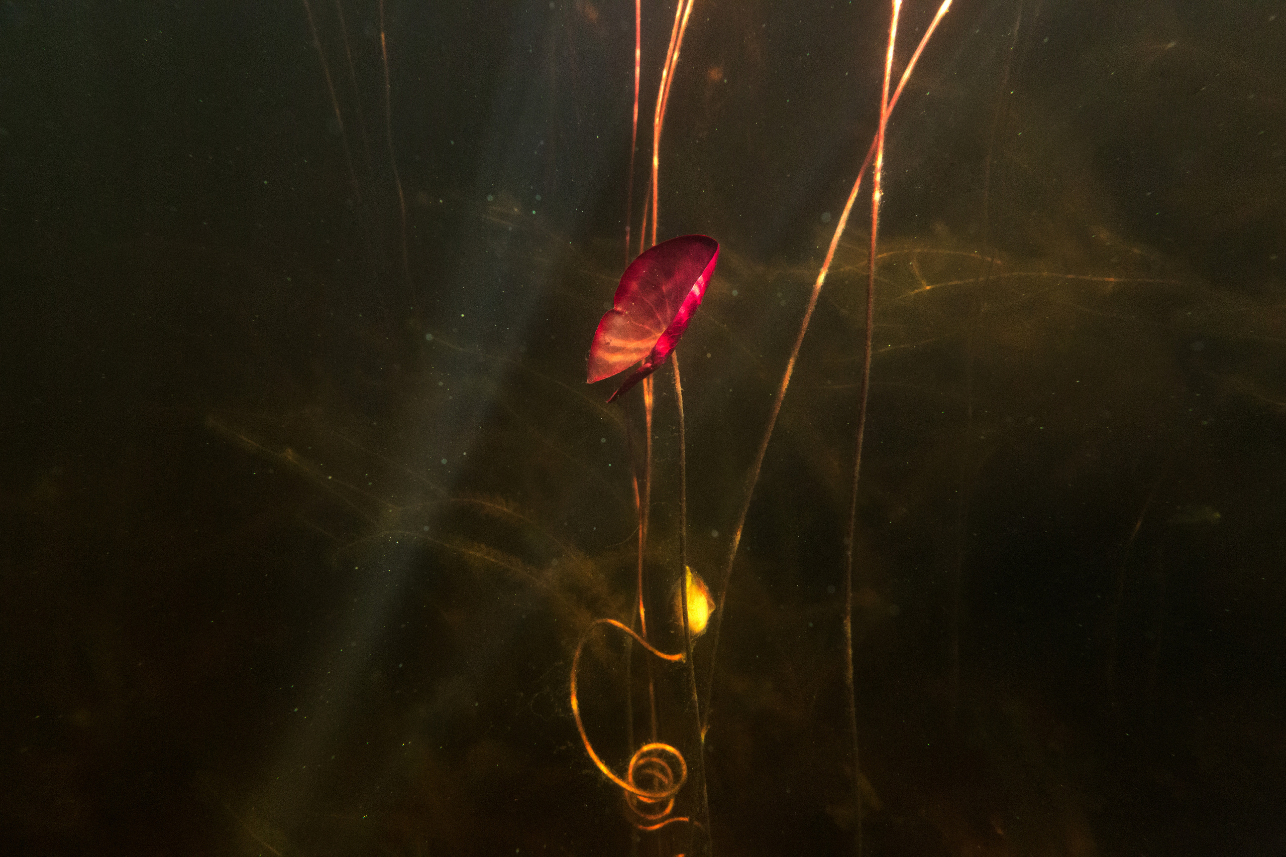 Открытая вода (озёра). Репортаржный фотограф в Архангельске Александра Конычева