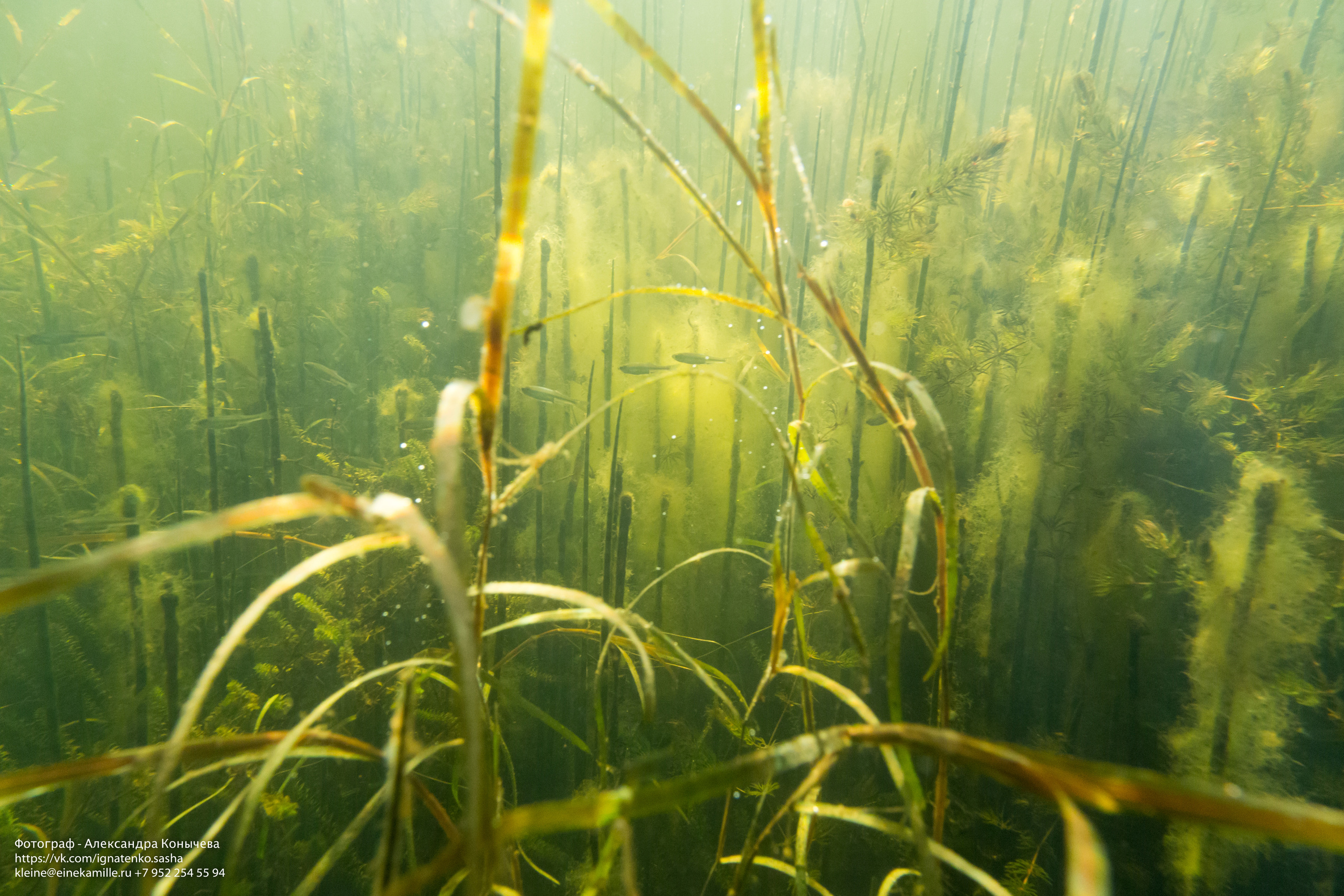 Открытая вода (озёра). Репортаржный фотограф в Архангельске Александра Конычева