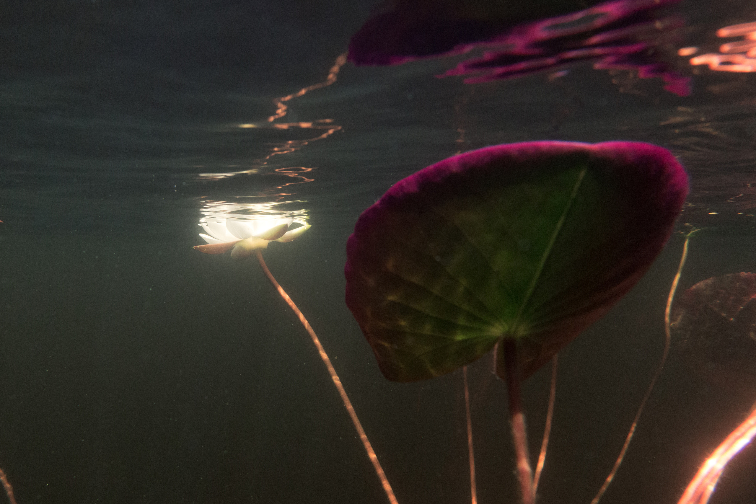 Открытая вода (озёра). Репортаржный фотограф в Архангельске Александра Конычева