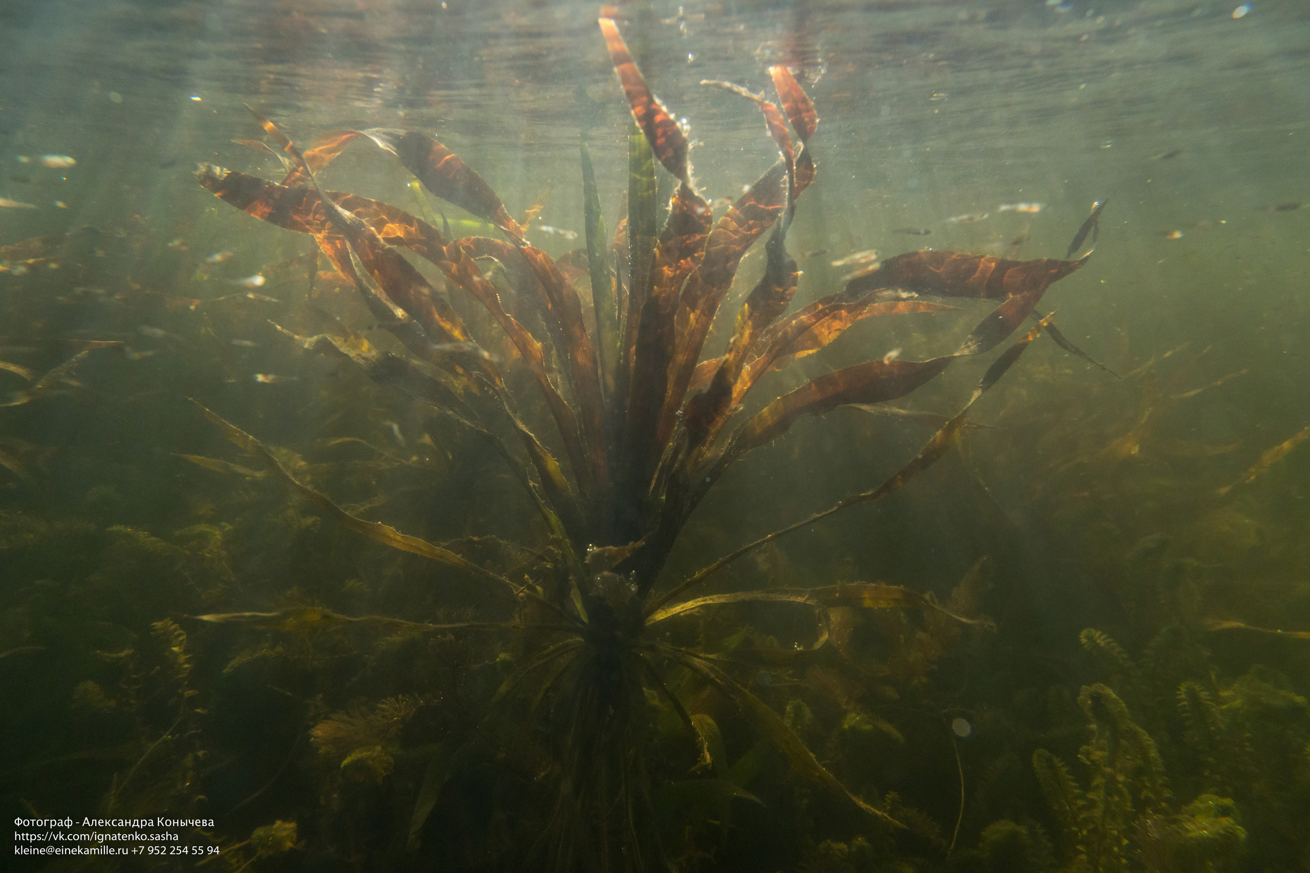 Открытая вода (озёра). Репортаржный фотограф в Архангельске Александра Конычева