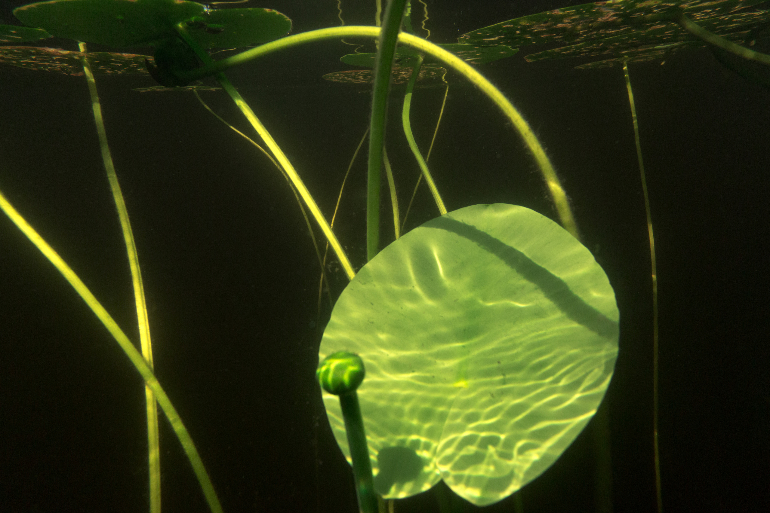 КеноVision 2020. Репортаржный фотограф в Архангельске Александра Конычева