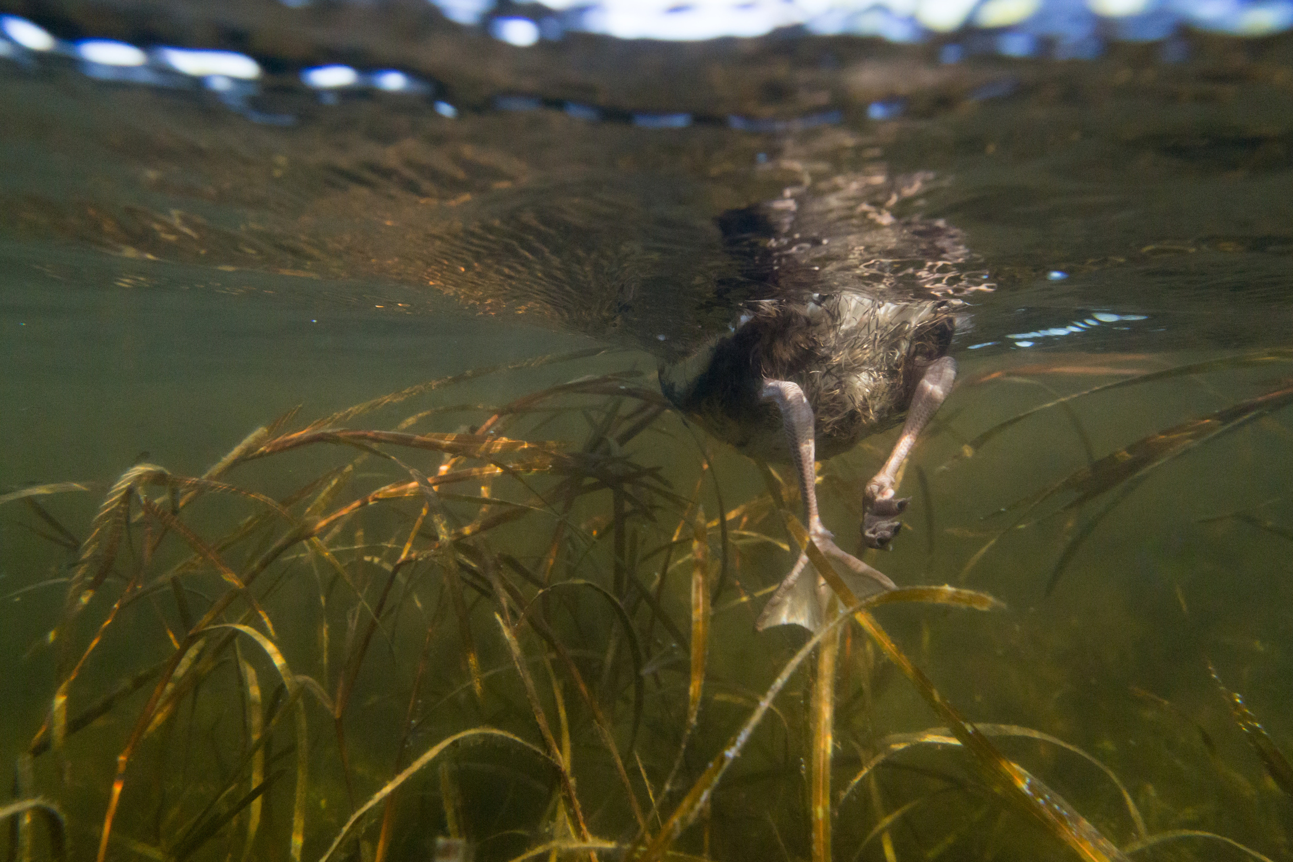 Открытая вода (озёра). Репортаржный фотограф в Архангельске Александра Конычева