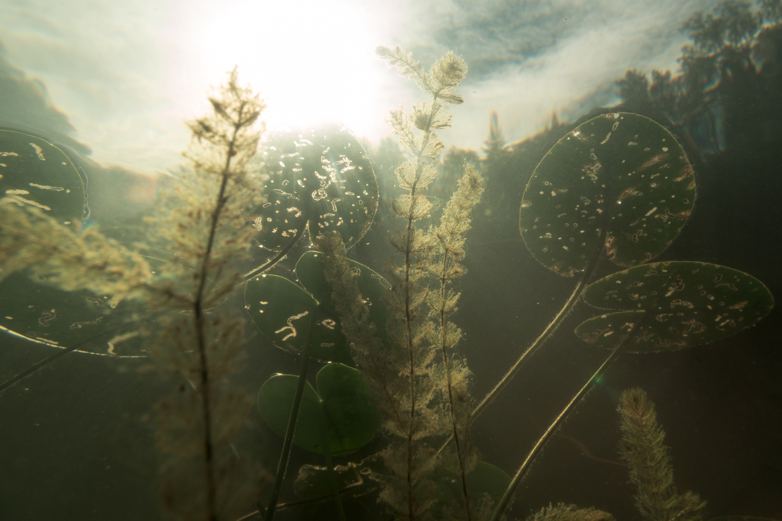 Открытая вода (озёра). Репортаржный фотограф в Архангельске Александра Конычева