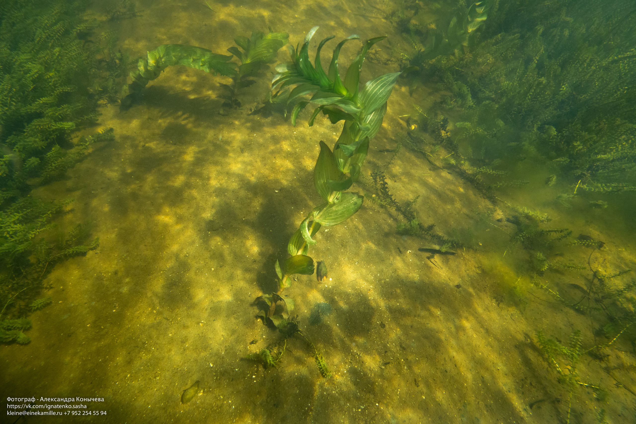Открытая вода (озёра). Репортаржный фотограф в Архангельске Александра Конычева