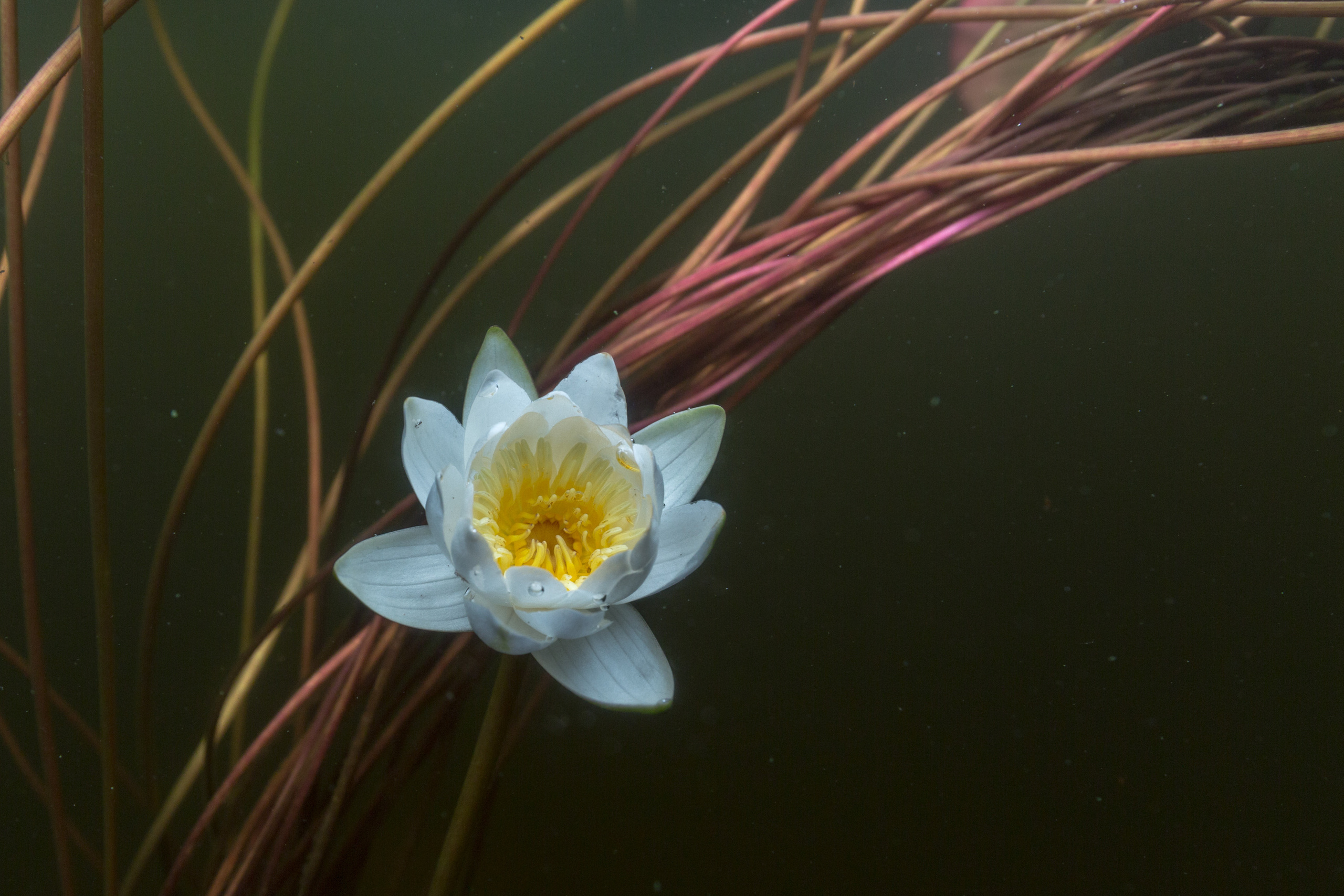 КеноVision 2022. Репортаржный фотограф в Архангельске Александра Конычева