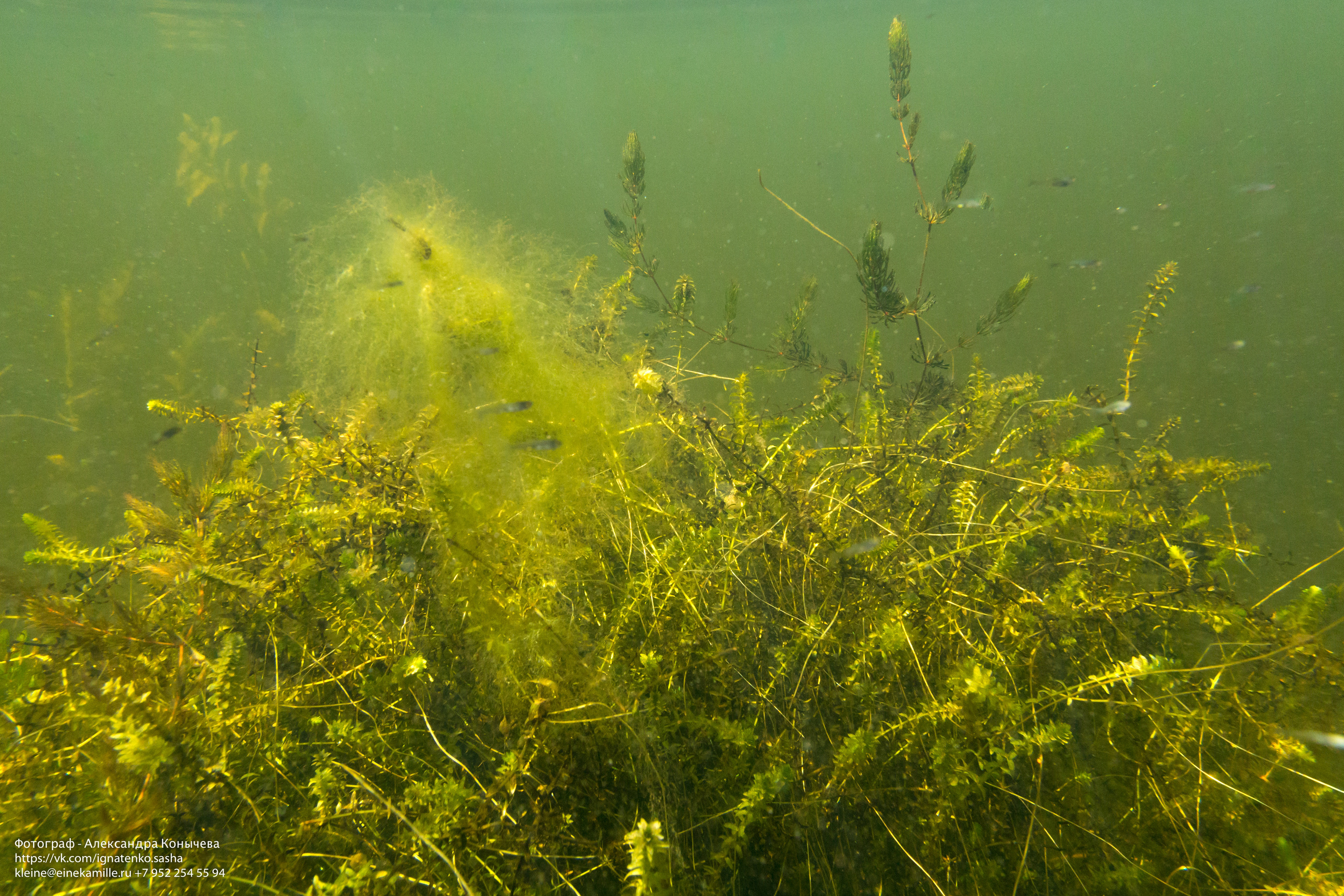 Открытая вода (озёра). Репортаржный фотограф в Архангельске Александра Конычева