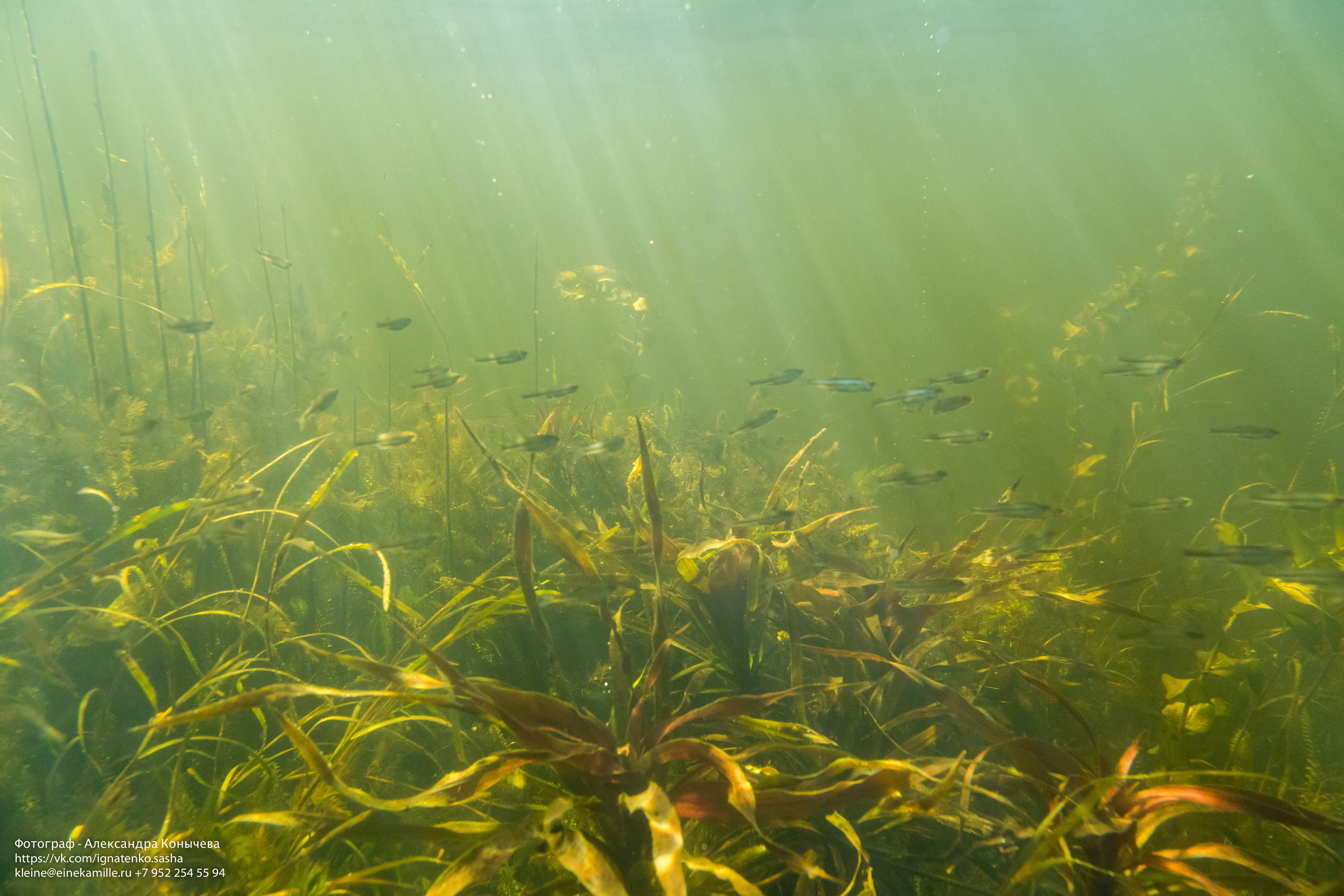 Открытая вода (озёра). Репортаржный фотограф в Архангельске Александра Конычева