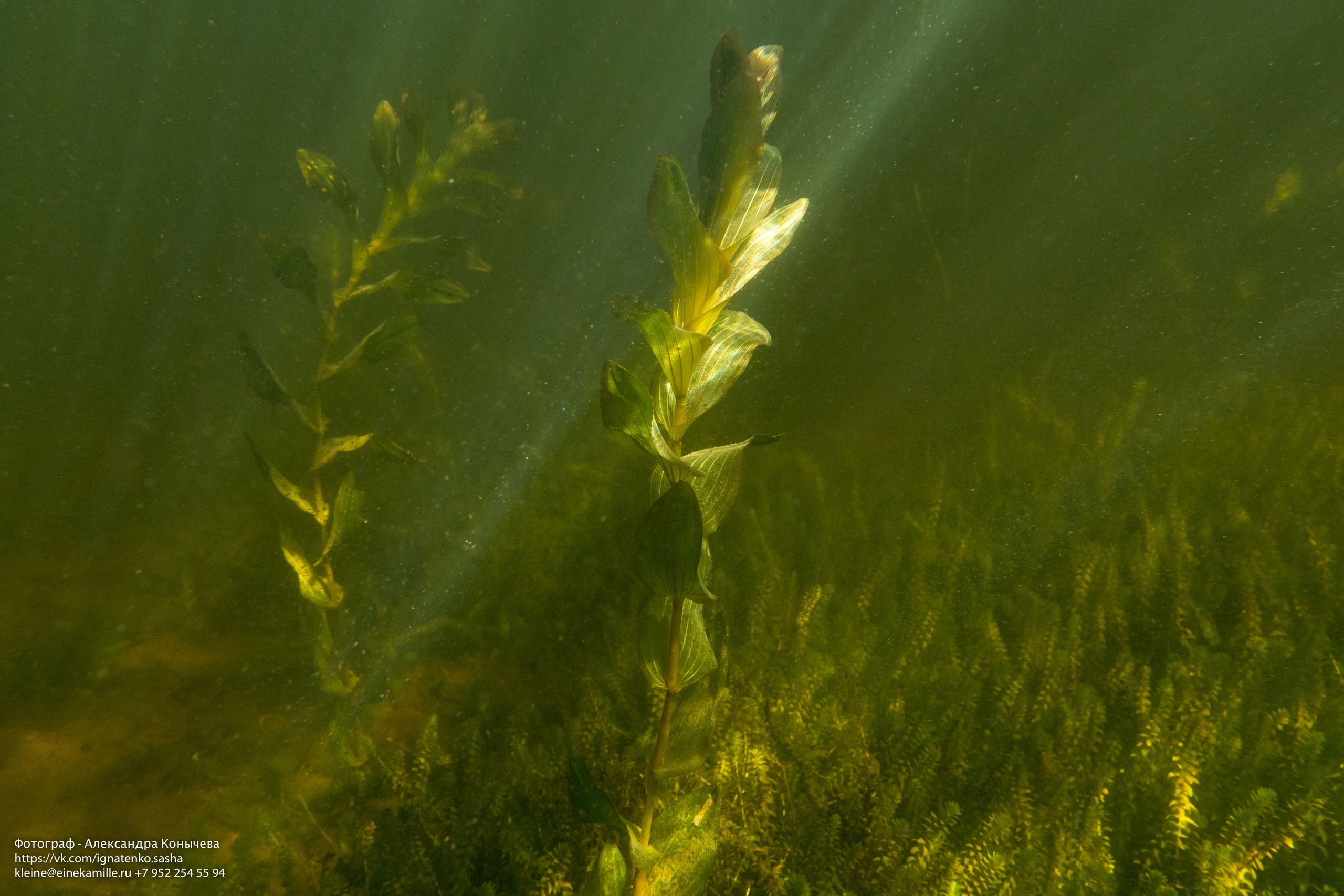 Открытая вода (озёра). Репортаржный фотограф в Архангельске Александра Конычева