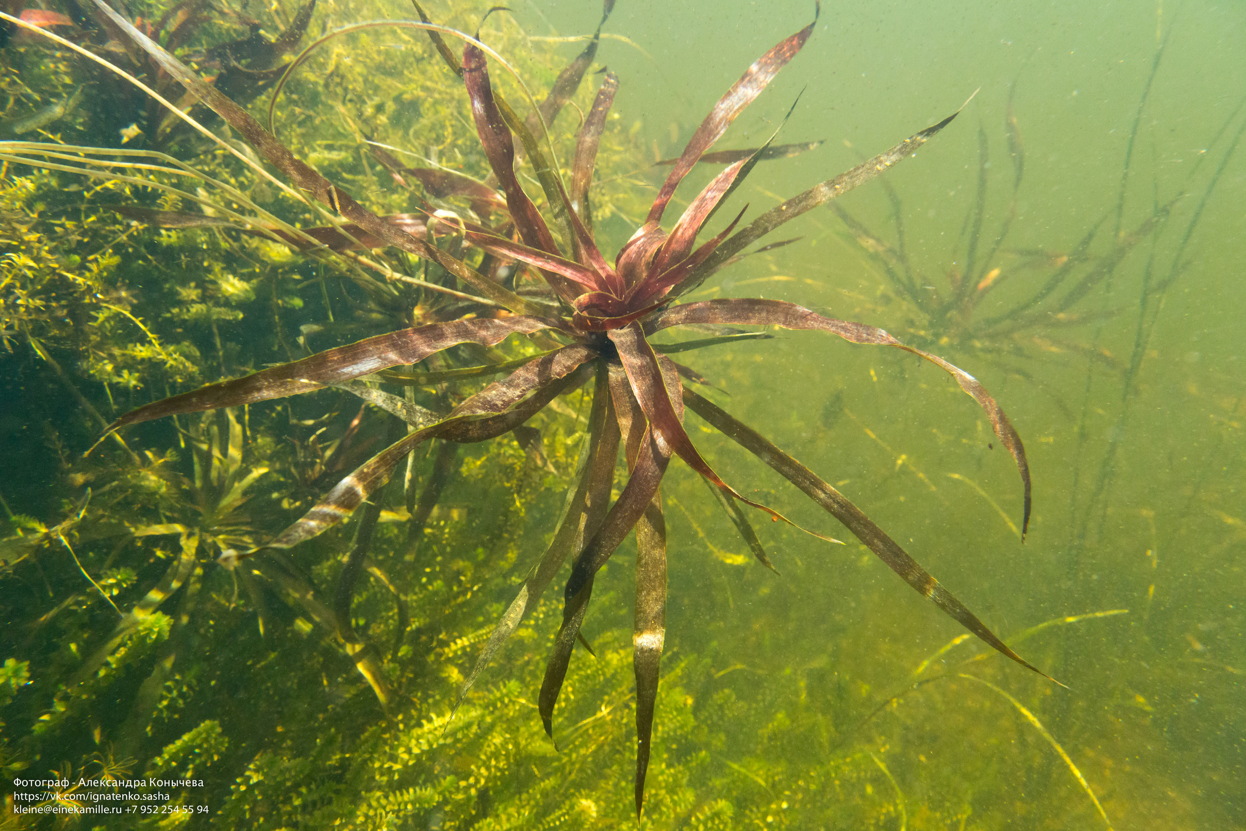 Открытая вода (озёра). Репортаржный фотограф в Архангельске Александра Конычева