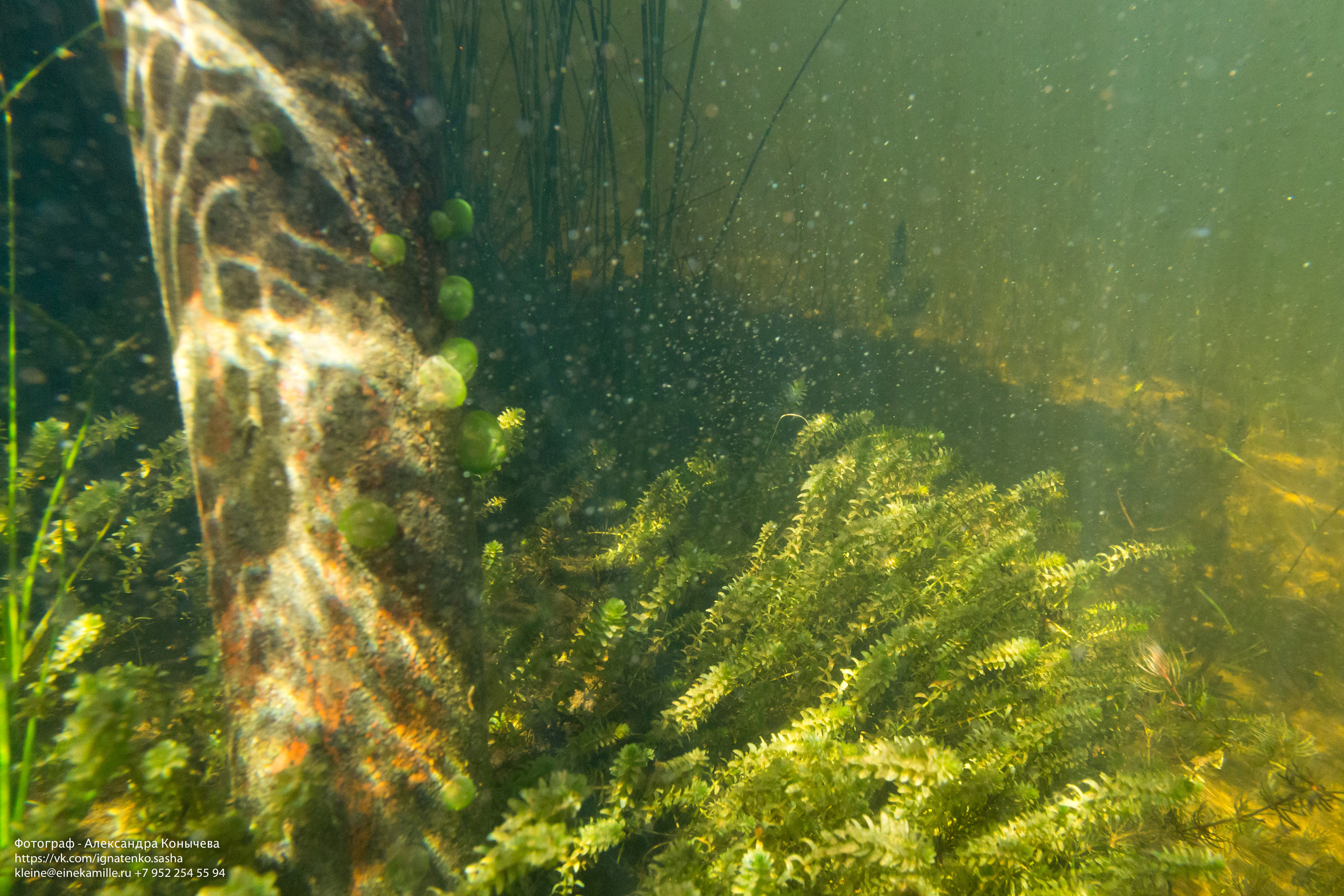 Открытая вода (озёра). Репортаржный фотограф в Архангельске Александра Конычева