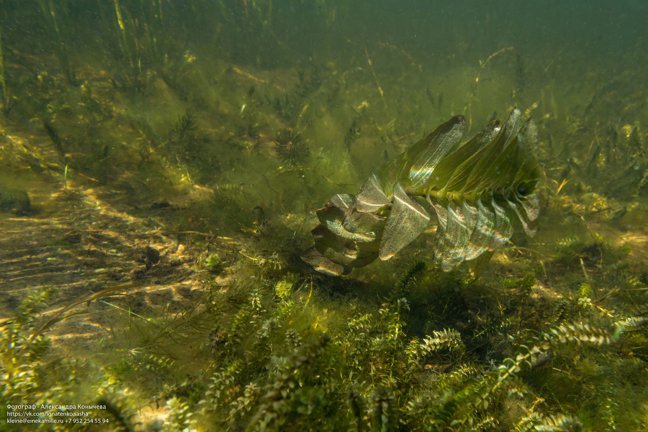 Открытая вода (озёра). Репортаржный фотограф в Архангельске Александра Конычева