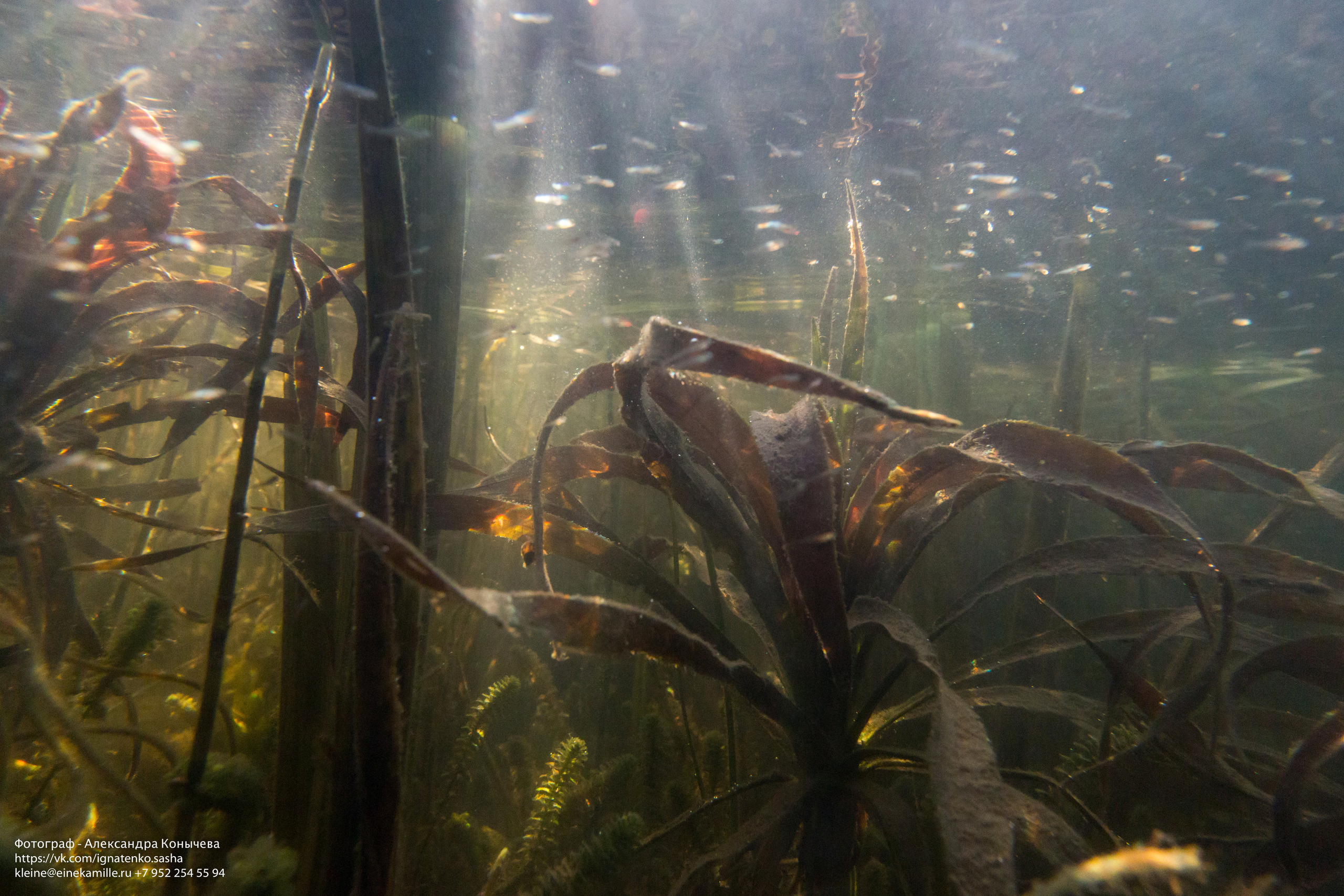 Открытая вода (озёра). Репортаржный фотограф в Архангельске Александра Конычева