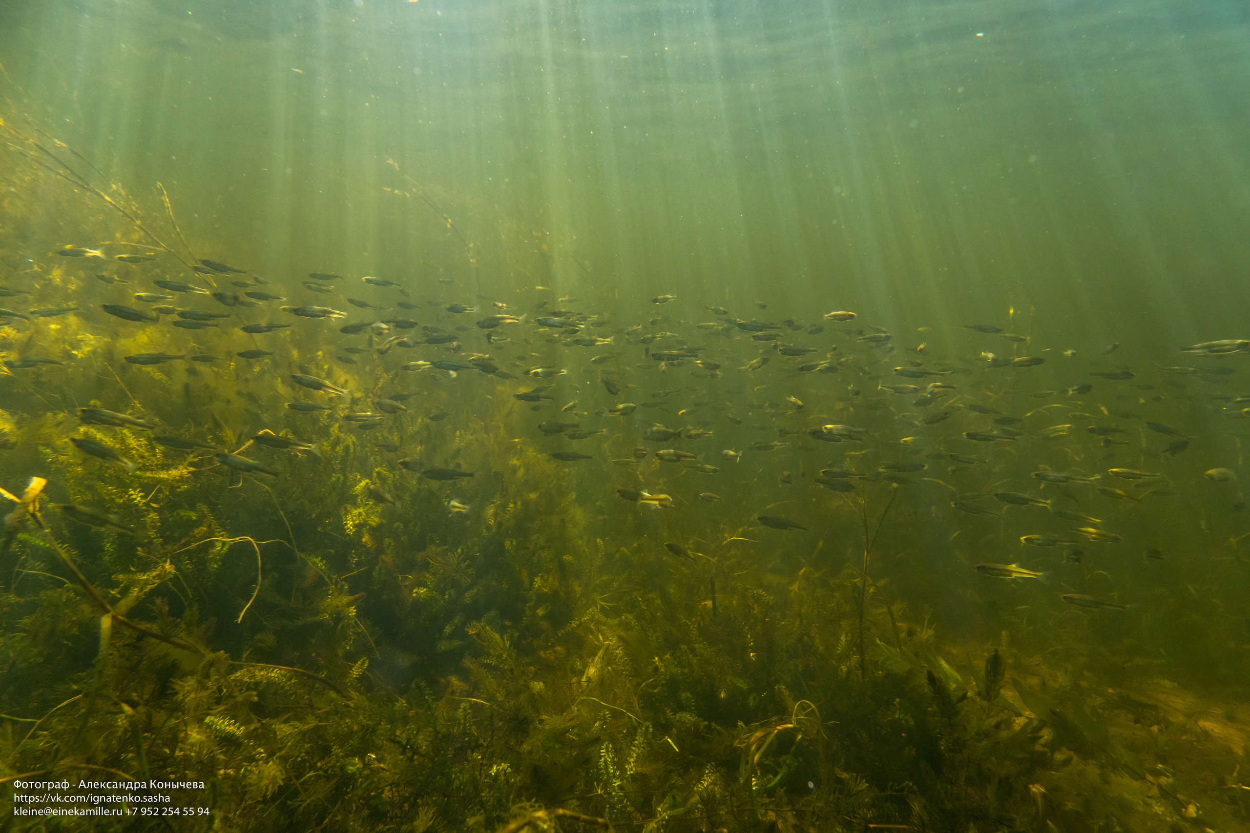 Открытая вода (озёра). Репортаржный фотограф в Архангельске Александра Конычева