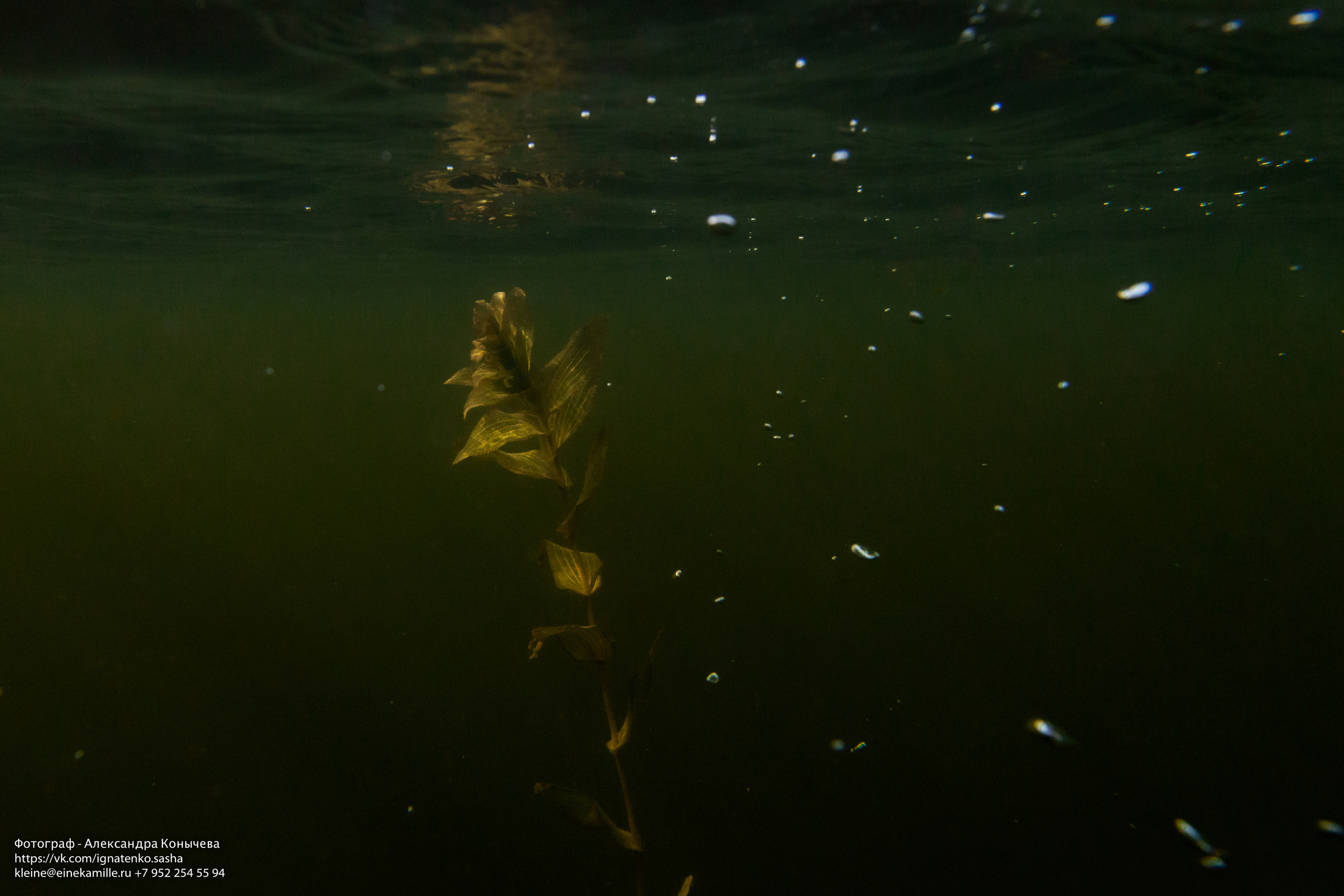 Открытая вода (озёра). Репортаржный фотограф в Архангельске Александра Конычева