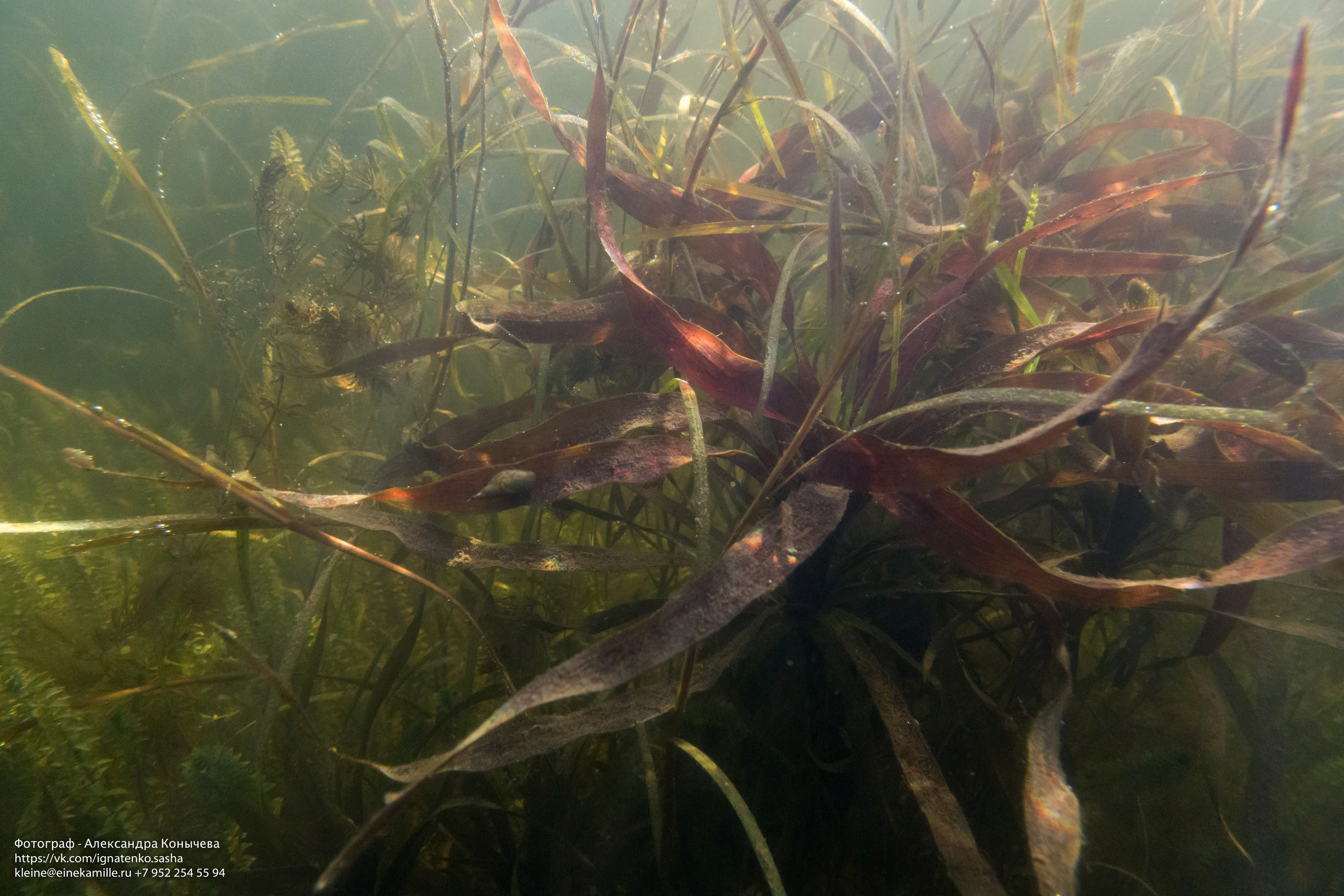 Открытая вода (озёра). Репортаржный фотограф в Архангельске Александра Конычева