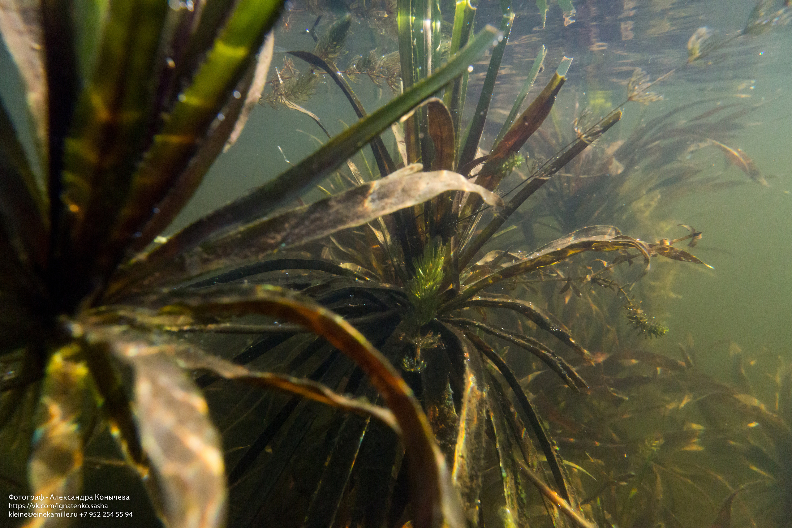 Открытая вода (озёра). Репортаржный фотограф в Архангельске Александра Конычева