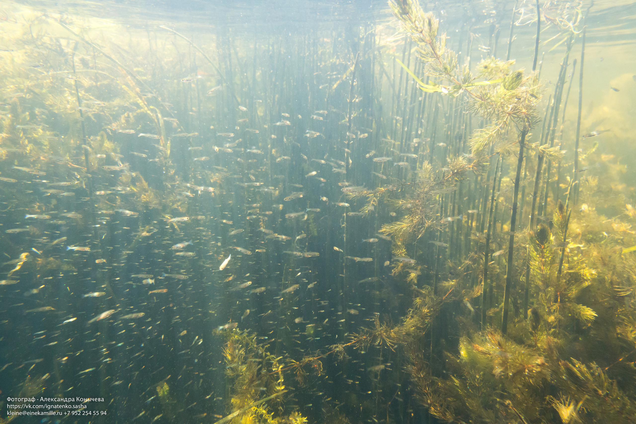 Открытая вода (озёра). Репортаржный фотограф в Архангельске Александра Конычева