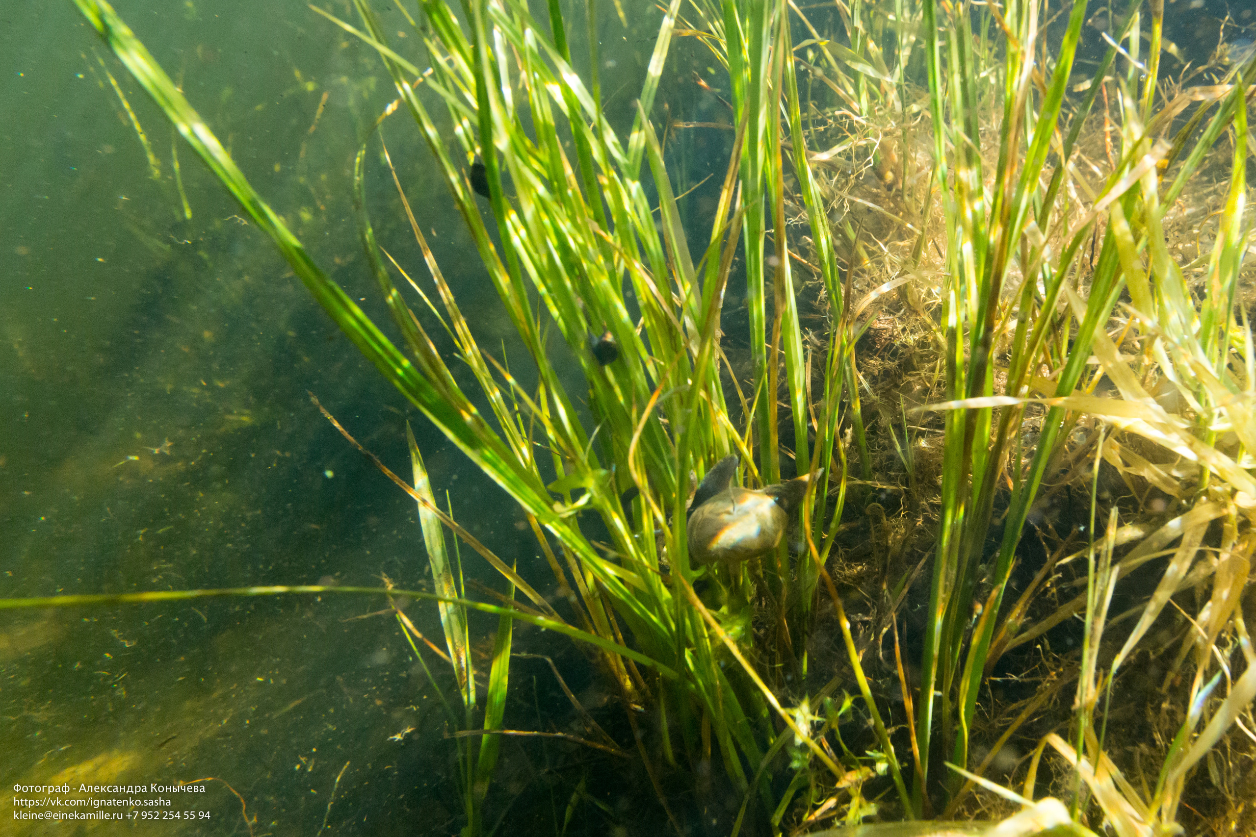 Открытая вода (озёра). Репортаржный фотограф в Архангельске Александра Конычева